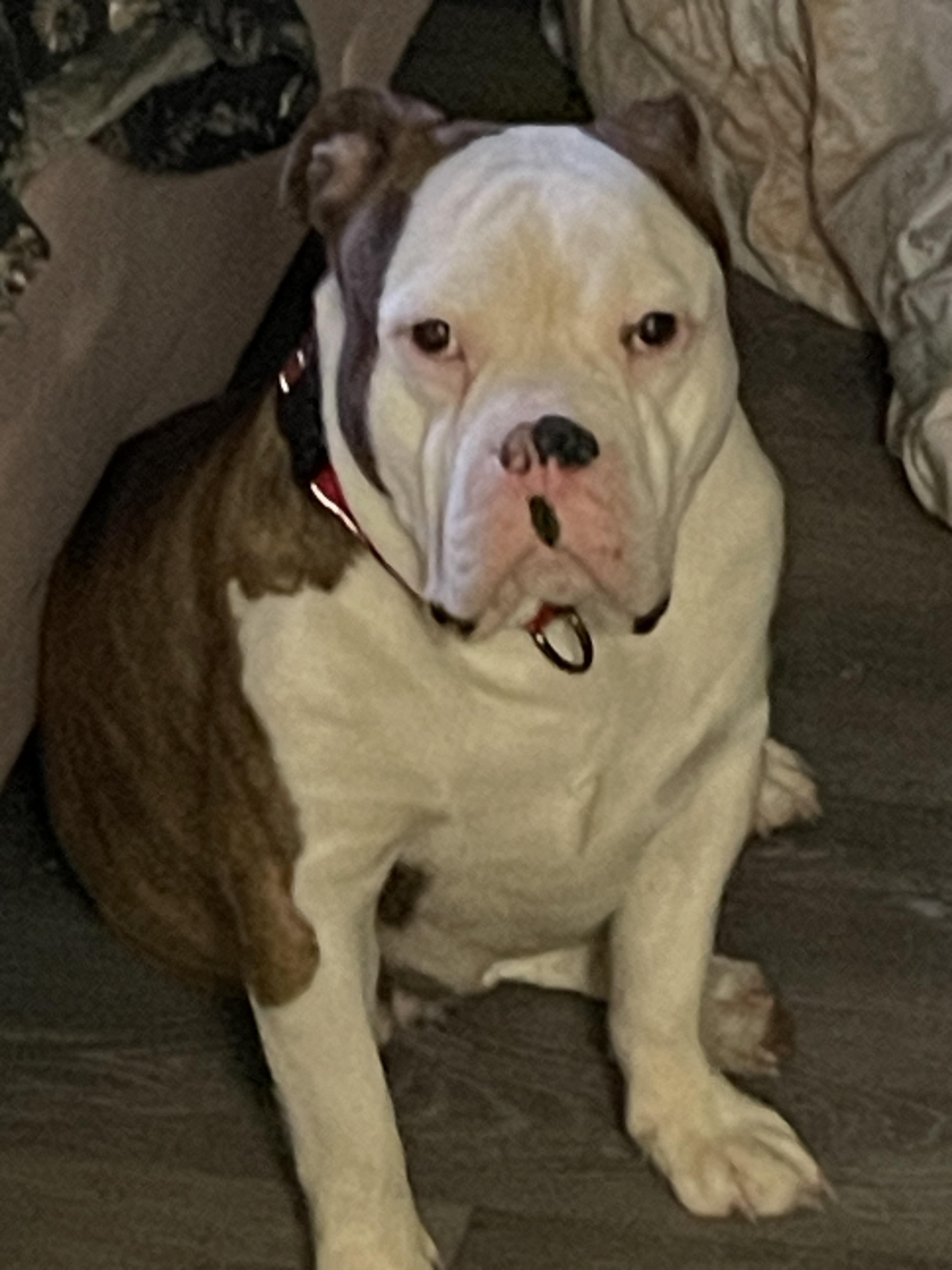 Desdemona