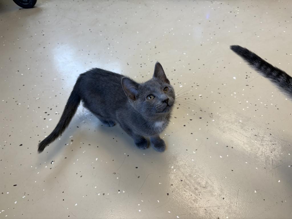 Viola, Adoptable, Young Female Domestic Short Hair.