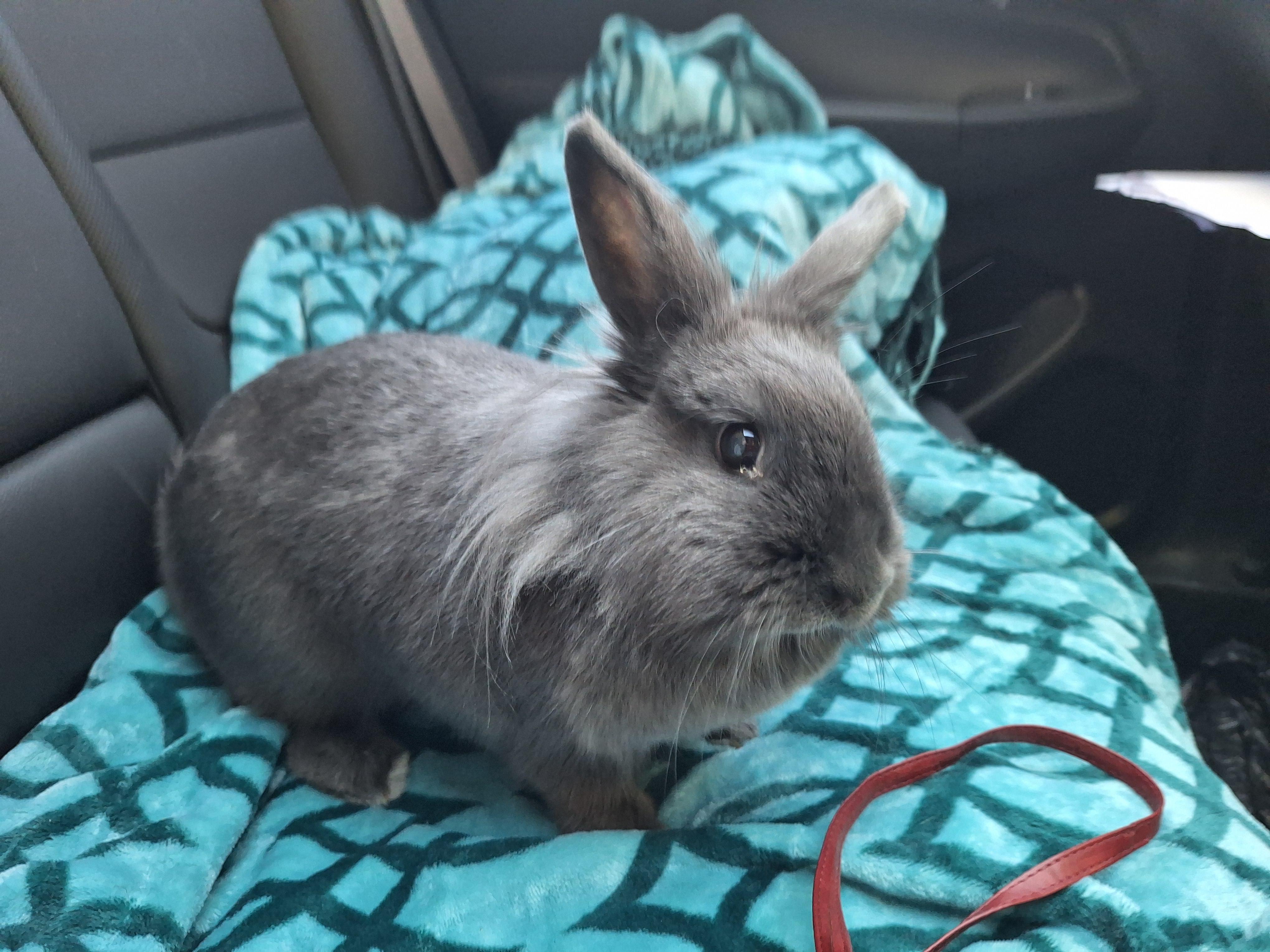 Enlarge PENNE, an adopted mixed breed in Forest Hills, NY image 3/6