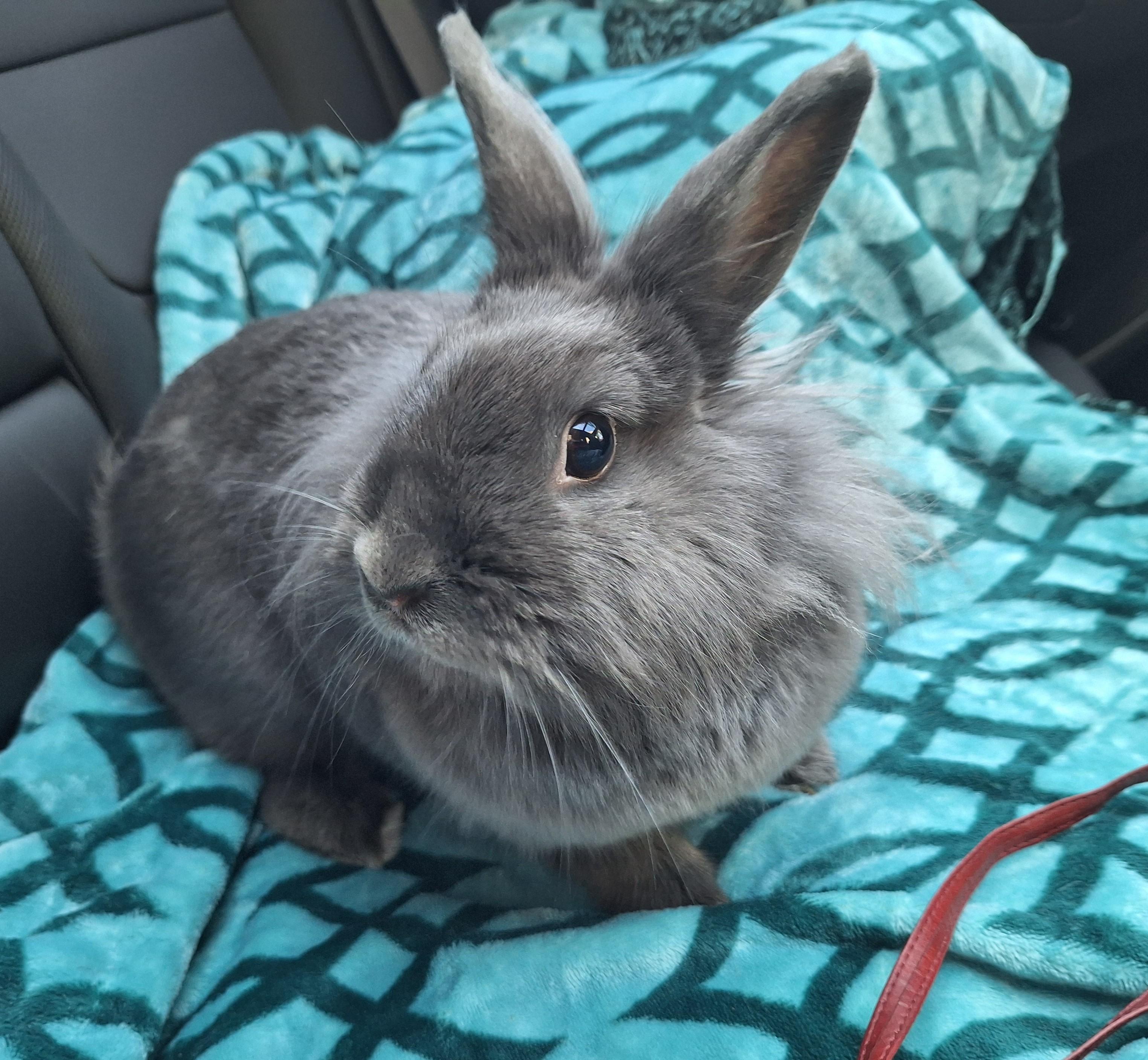 PENNE, adopted, Adult Female Lionhead.