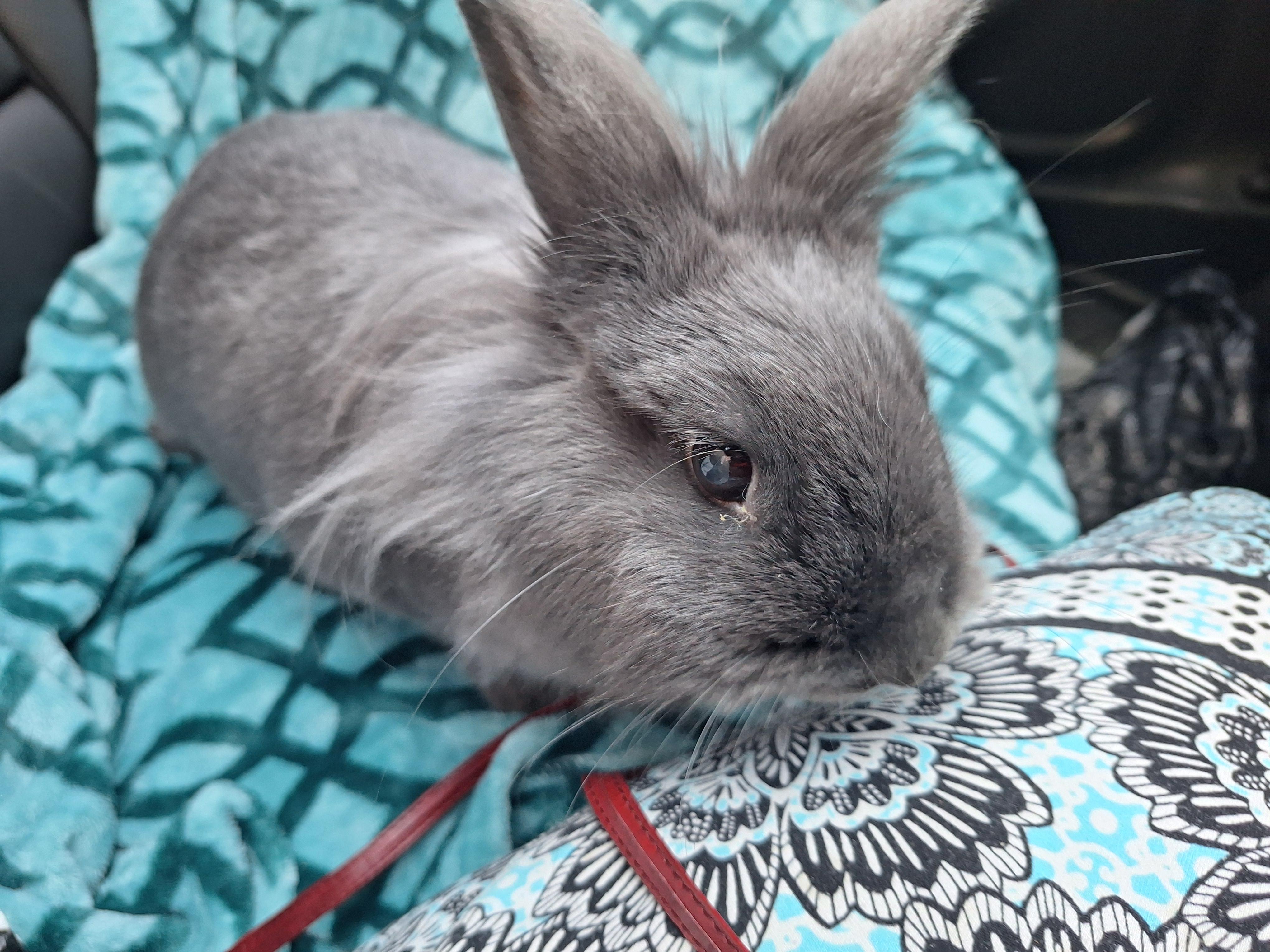 Enlarge PENNE, an adopted mixed breed in Forest Hills, NY image 2/6