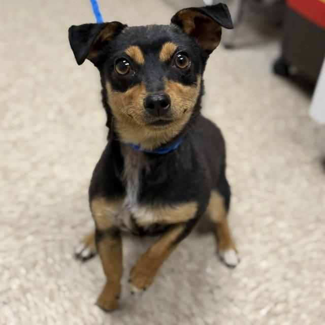 DOG 05/12/2026, Adoptable, Young Female Chihuahua & Dachshund.