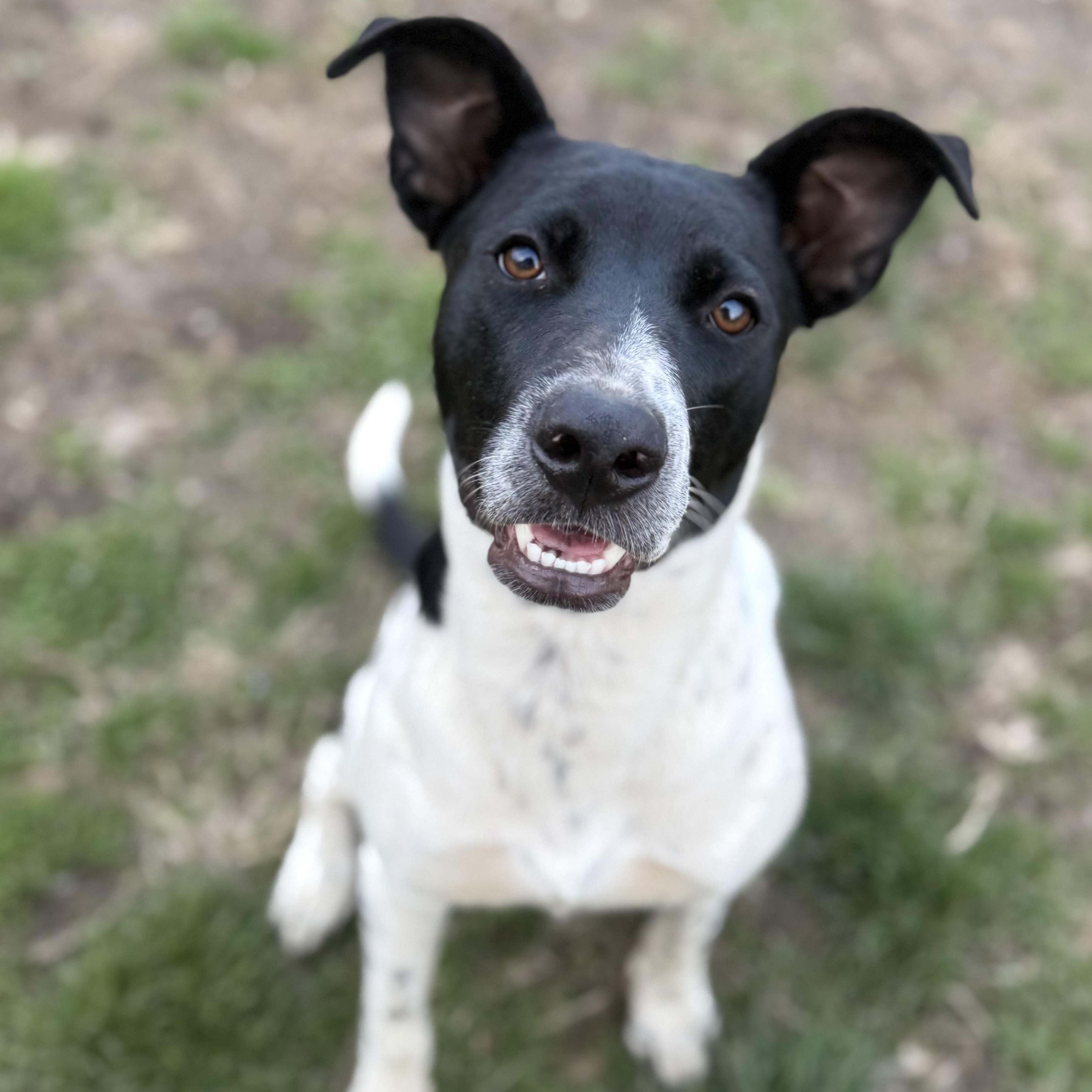 Gary, Adoptable, Puppy Male Australian Cattle Dog / Blue Heeler & Pit Bull Terrier.