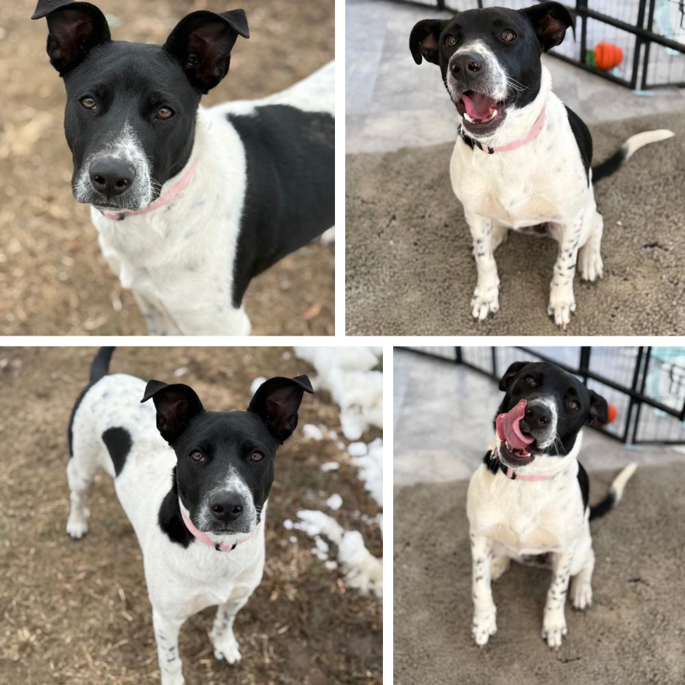 Enlarge Gary, a Adoptable mixed breed in Glenolden, PA image 2/6