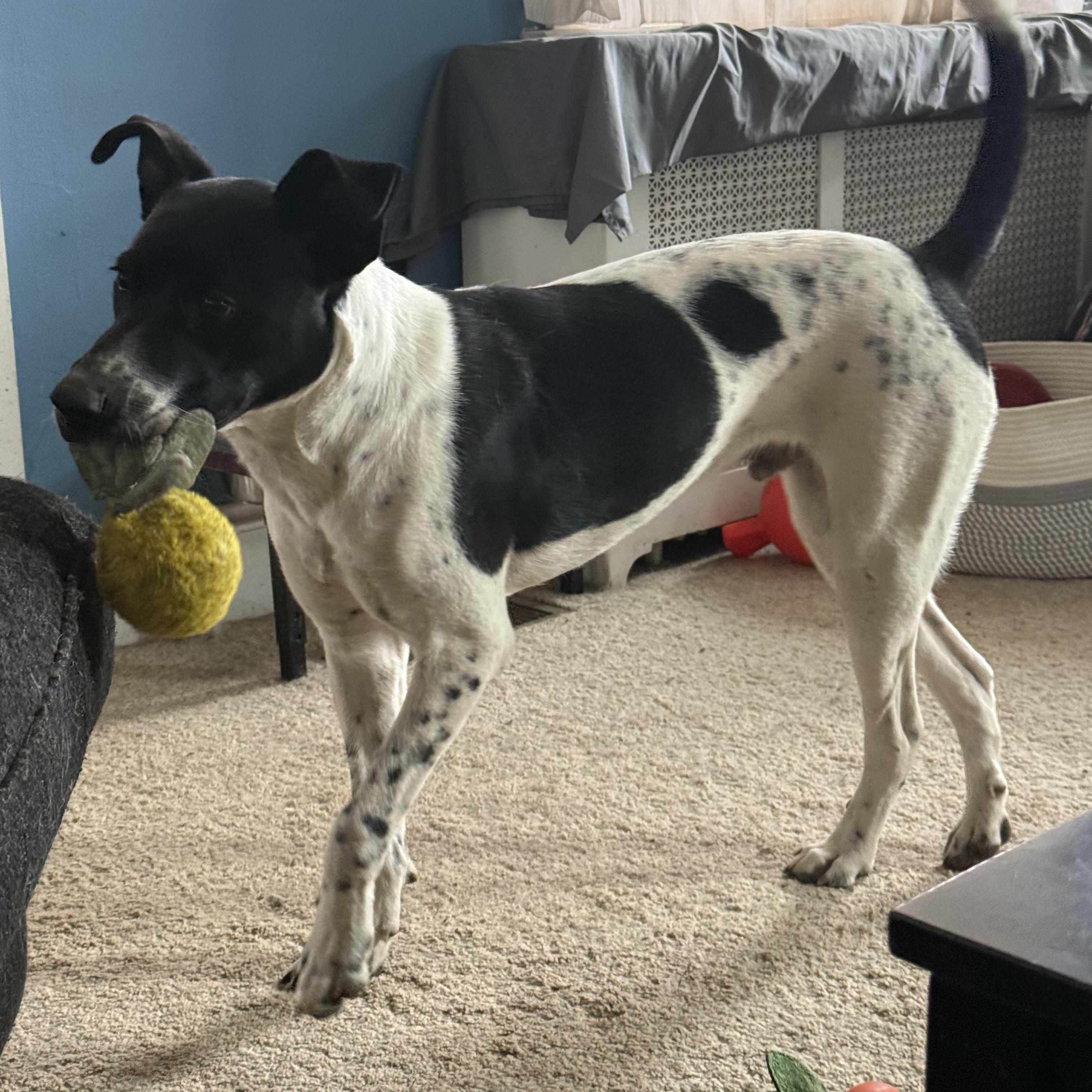 Enlarge Gary, a Adoptable mixed breed in Glenolden, PA image 4/6