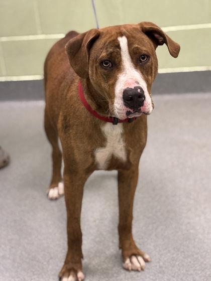 Bugsy, Adoptable, Puppy Male Mastiff & Mixed Breed.