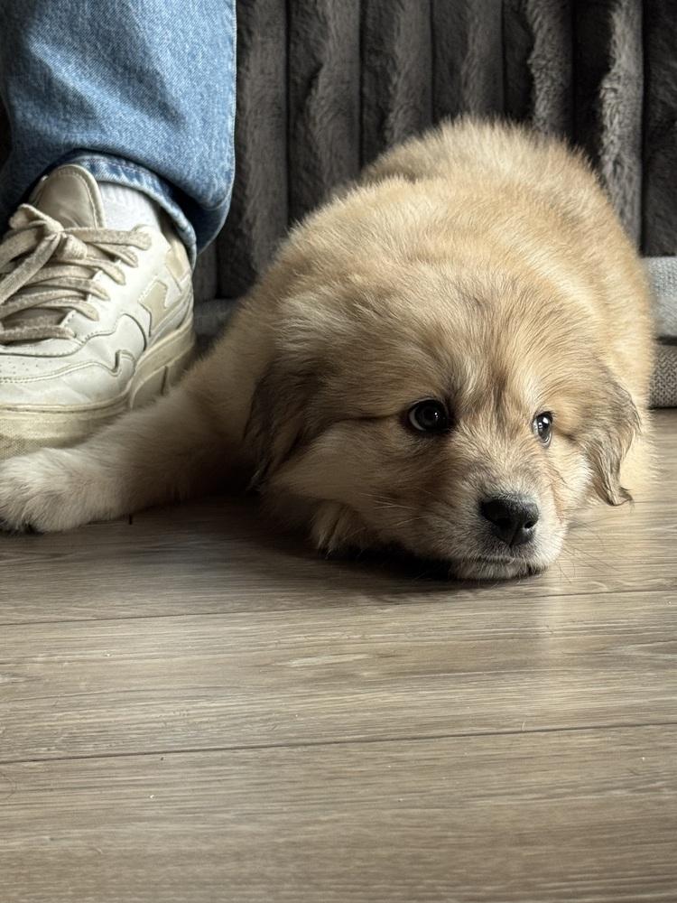 Aspen, Adoptable, Puppy Male Great Pyrenees.