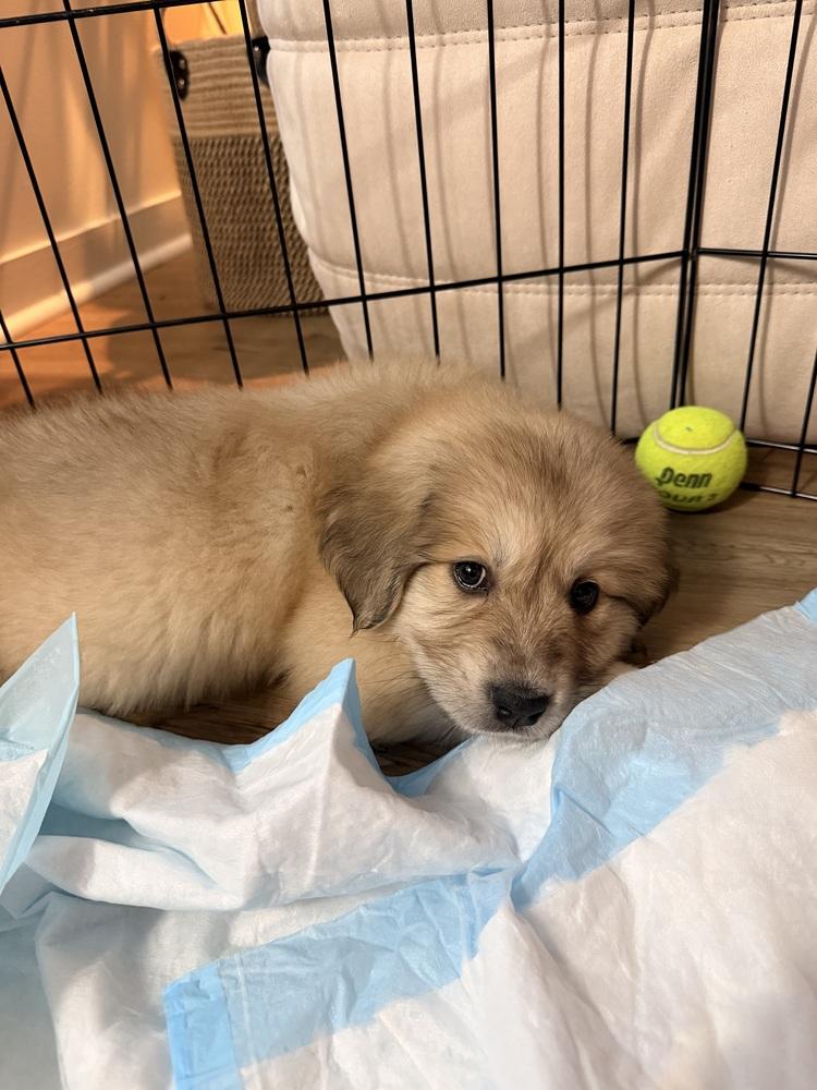 Enlarge Aspen, a Adoptable mixed breed in Denver, CO image 2/3