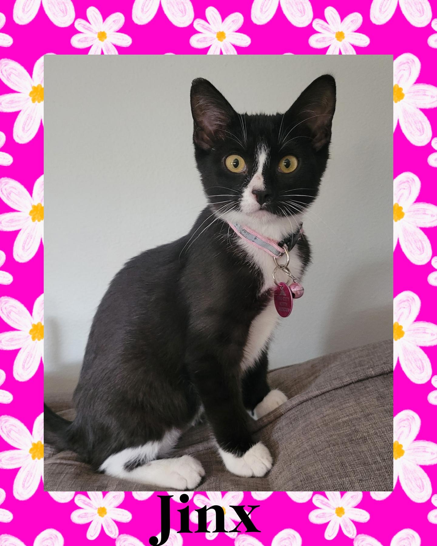 Jinx, an adoptable Tuxedo, Domestic Short Hair in Pasco, WA, 99301 | Photo Image 2