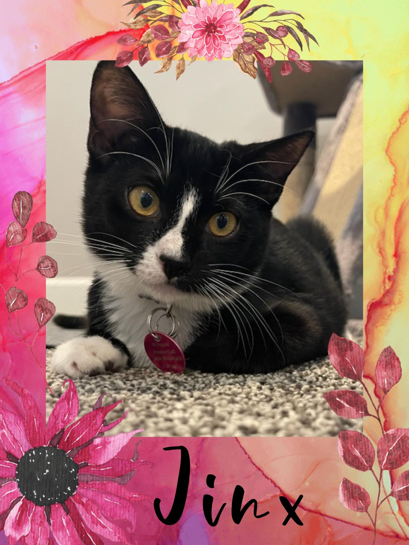 Jinx, an adoptable Tuxedo, Domestic Short Hair in Pasco, WA, 99301 | Photo Image 1
