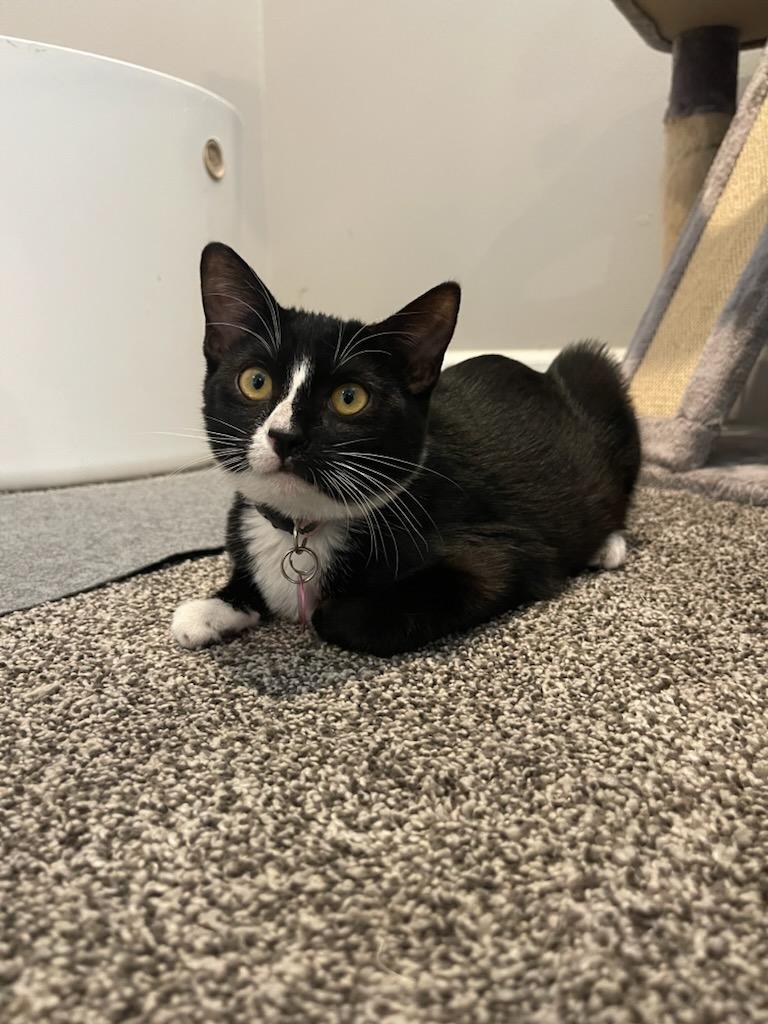 Jinx, an adoptable Tuxedo, Domestic Short Hair in Pasco, WA, 99301 | Photo Image 5