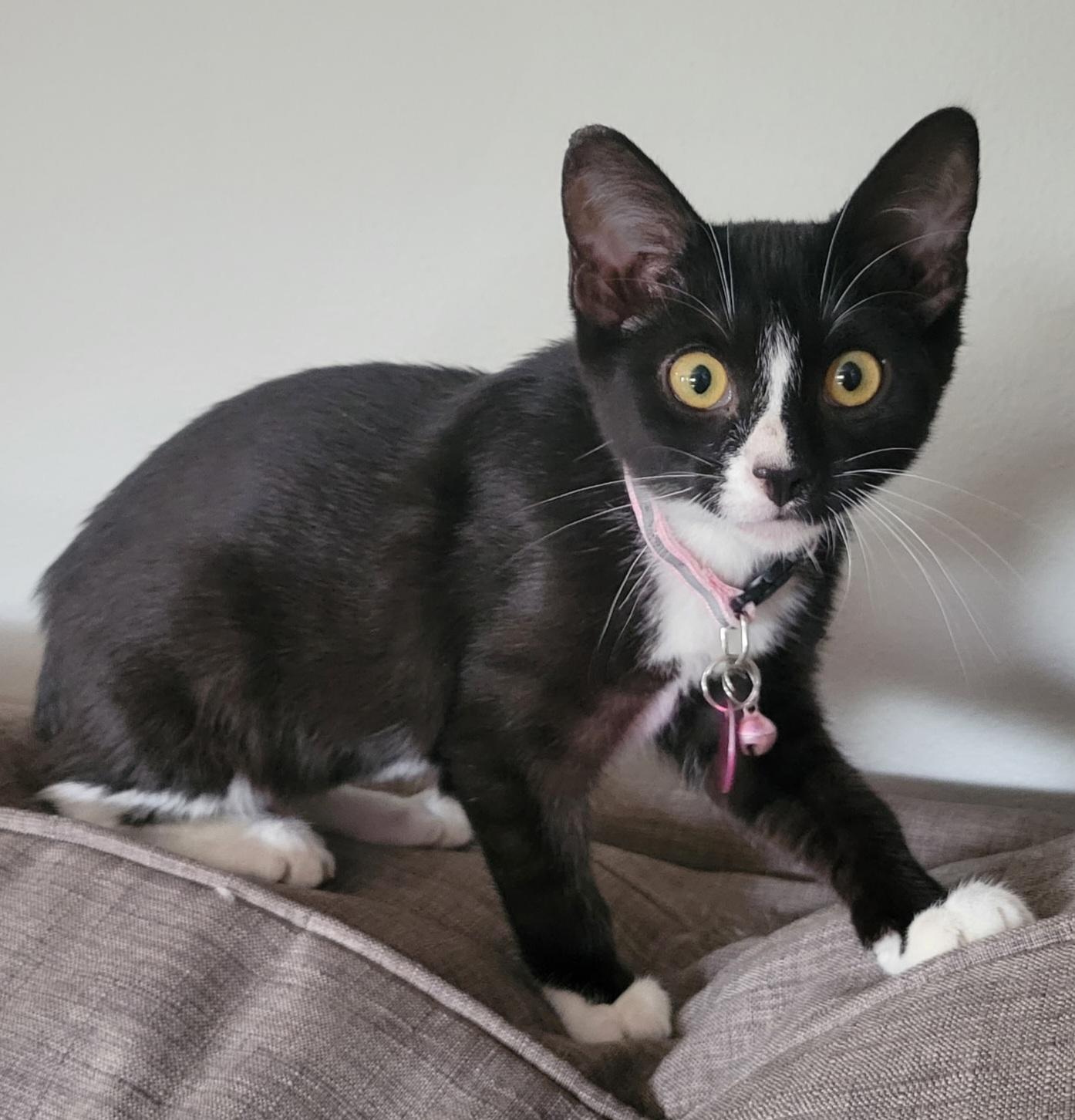 Jinx