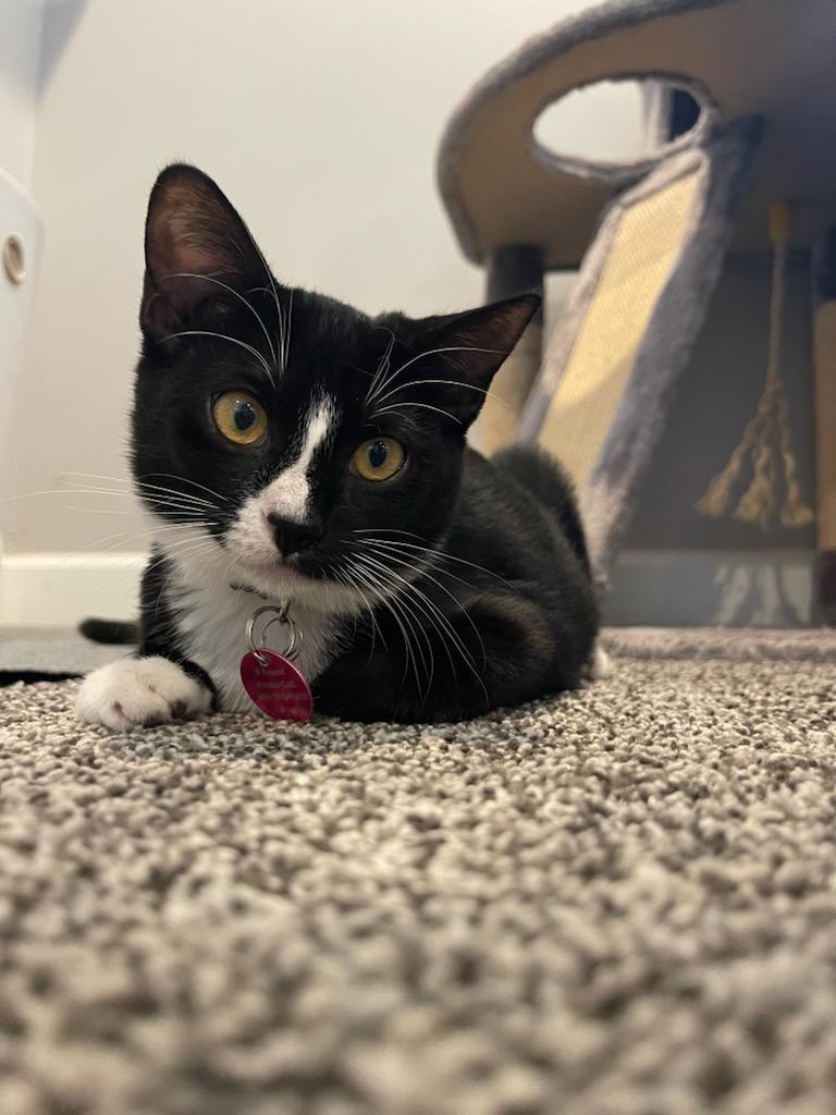 Jinx, an adoptable Tuxedo, Domestic Short Hair in Pasco, WA, 99301 | Photo Image 4