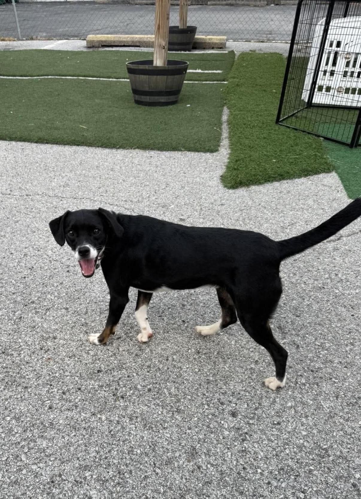 Enlarge Elsa, a Adopted mixed breed in Owensboro, KY image 3/3