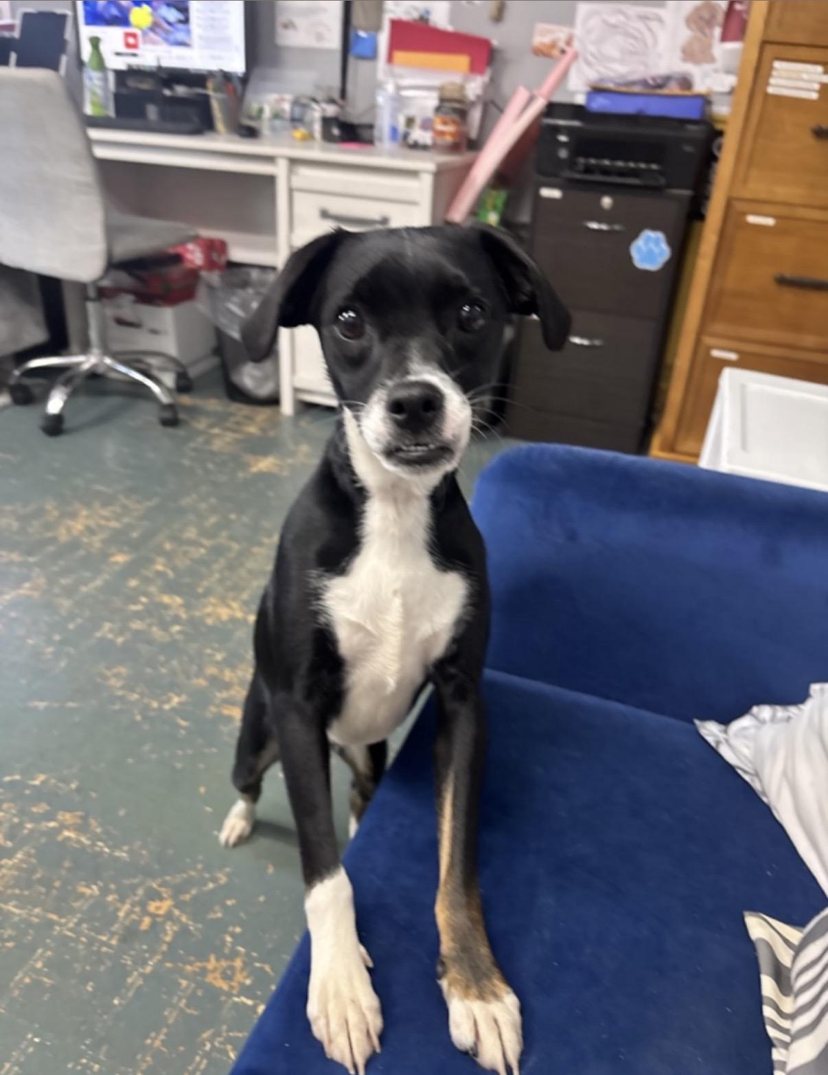 Enlarge Elsa, a Adopted mixed breed in Owensboro, KY image 1/3