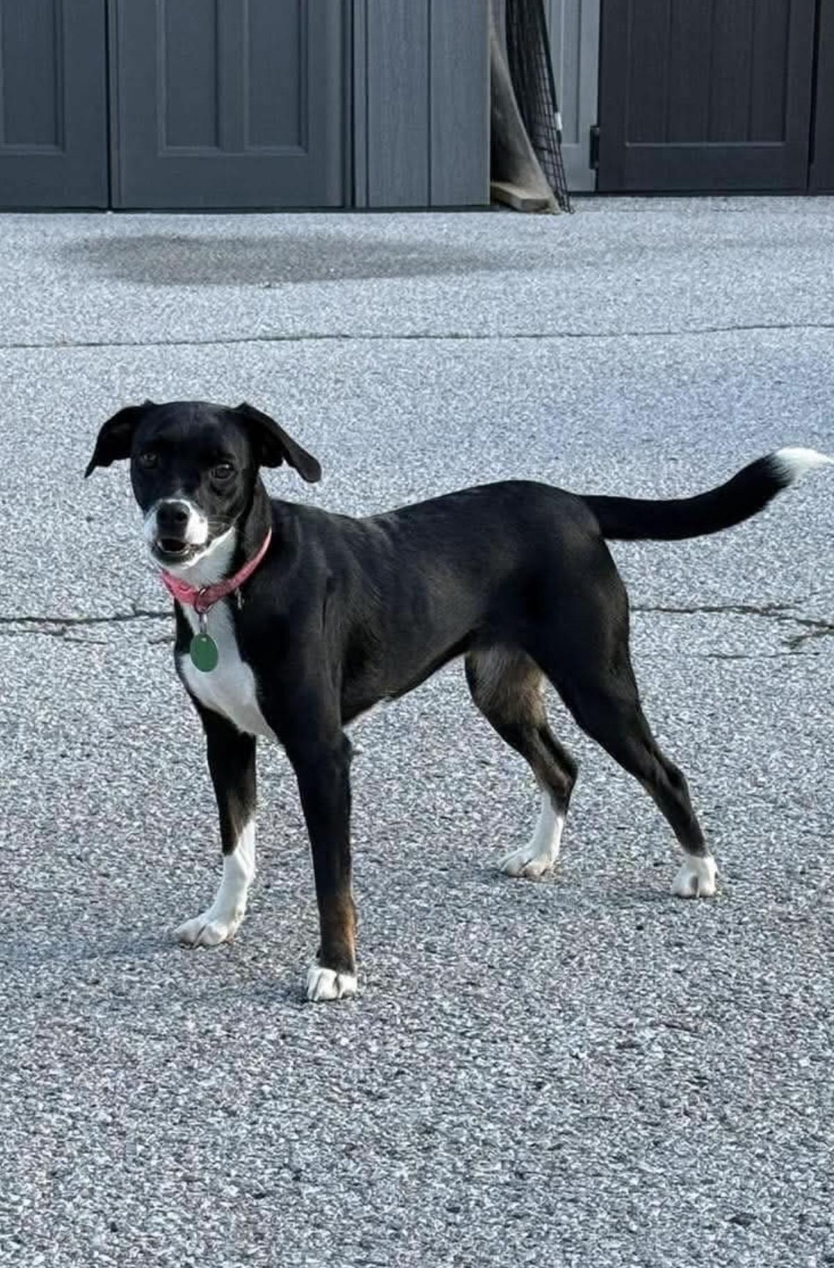 Enlarge Elsa, a Adopted mixed breed in Owensboro, KY image 2/3
