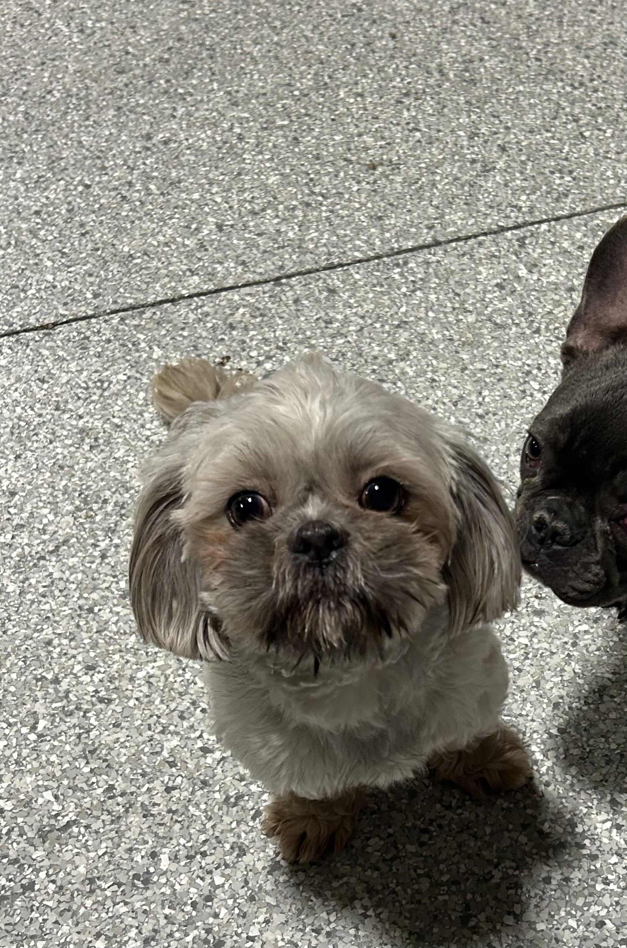 Alex, Adopted, Young Male Shih Tzu.