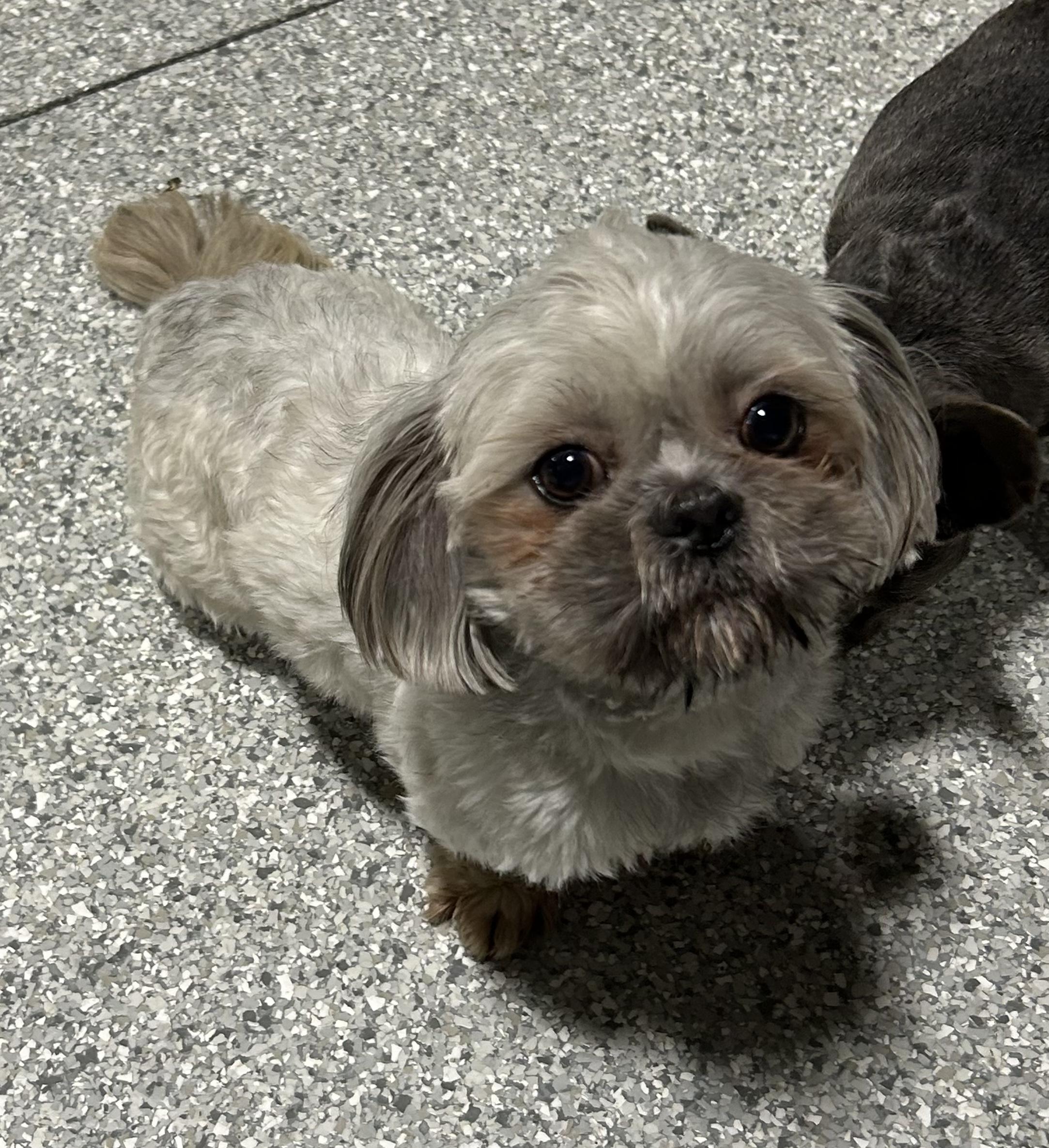 Alex, a Adopted Shih Tzu in Antwerp, OH image 2/2