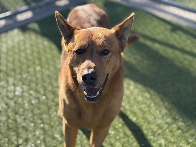 RANGER, Adoptable, Adult Male German Shepherd Dog & Mixed Breed.
