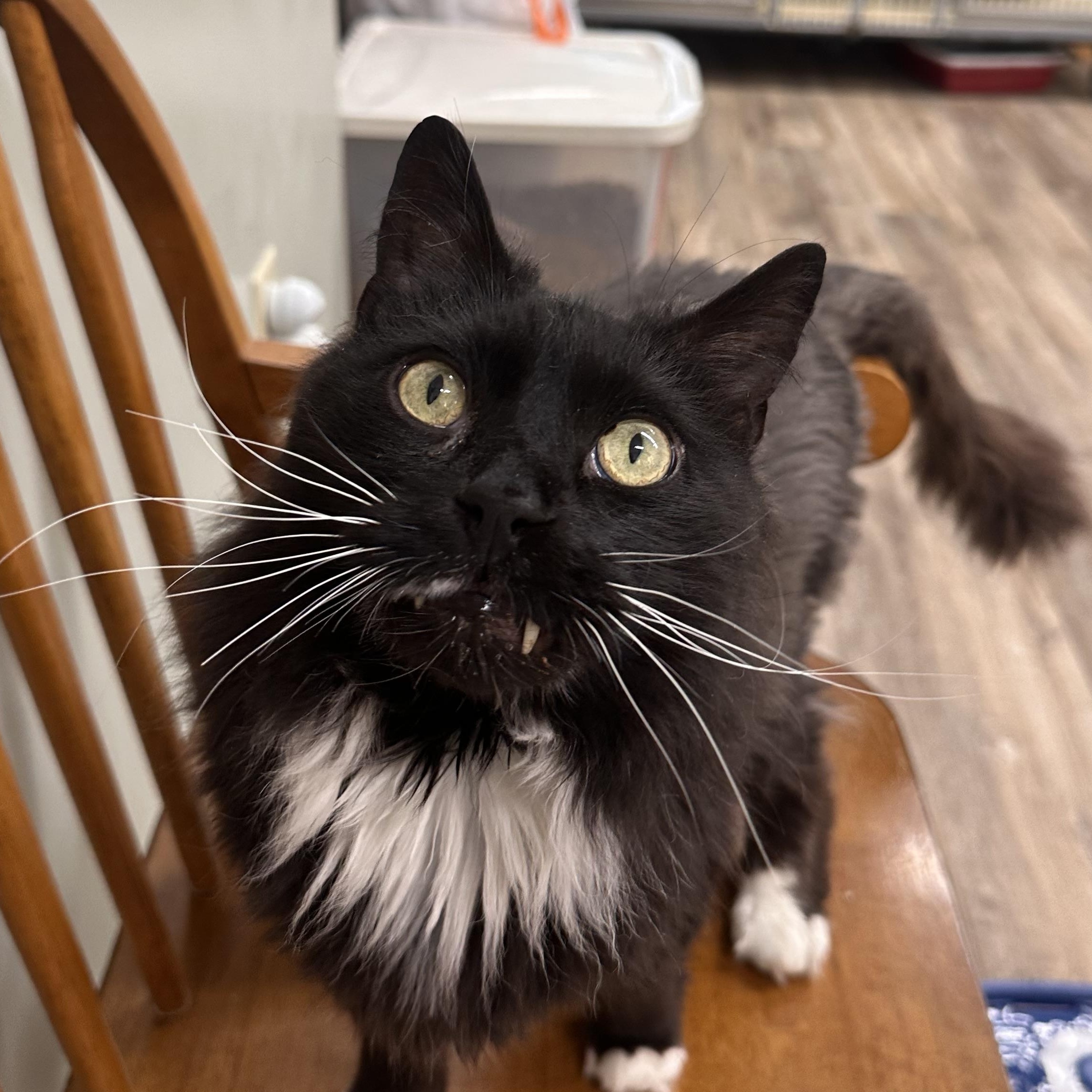 Monty, an adoptable Domestic Long Hair in Fort Kent, ME, 04743 | Photo Image 1