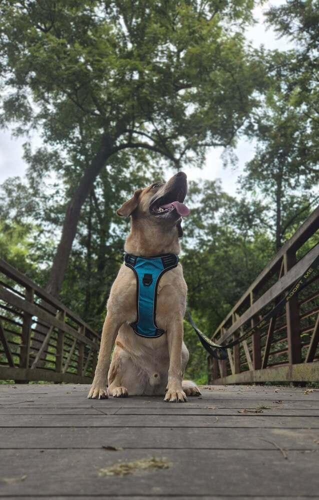 Sheldon - fostered in Omaha, Adoptable, Young Male Australian Cattle Dog / Blue Heeler & Hound.