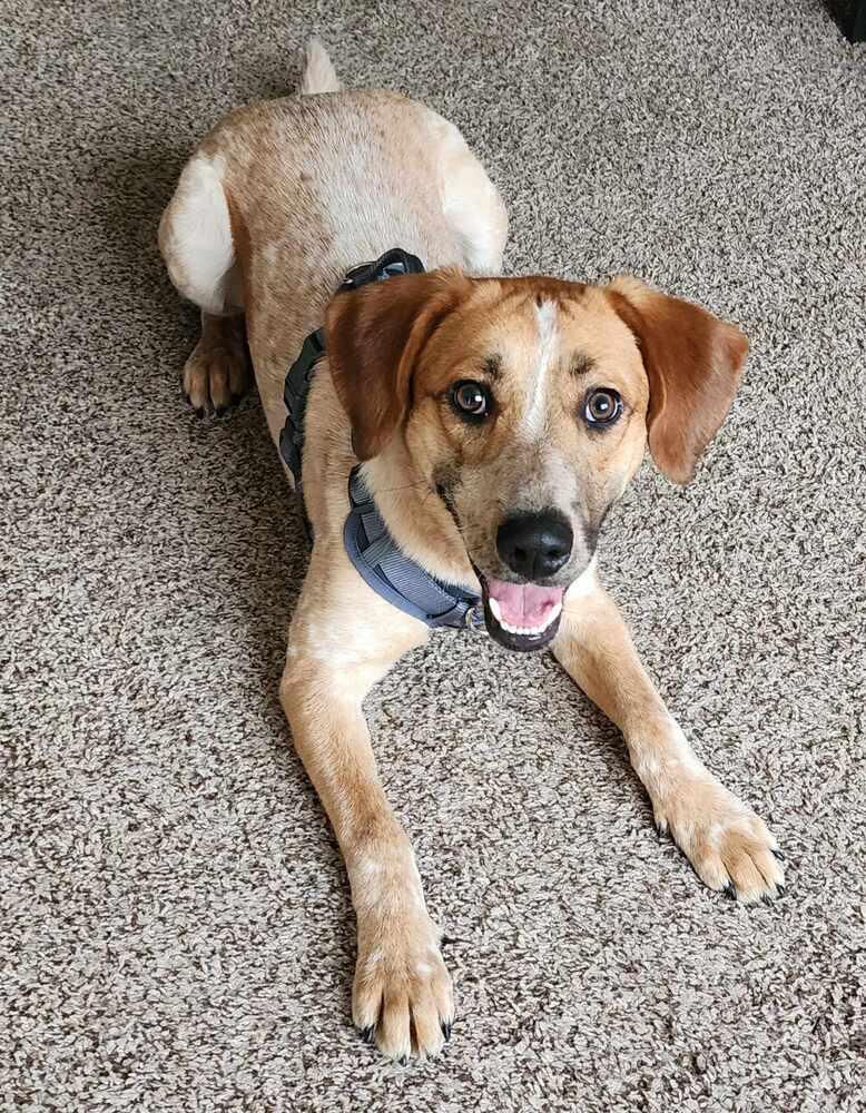 Enlarge Sheldon - fostered in Omaha, a Adoptable mixed breed in Shawnee Mission, KS image 1/6