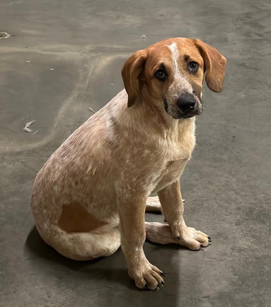 Sheldon - fostered in Omaha, Adoptable, Young Male Australian Cattle Dog / Blue Heeler & Hound.