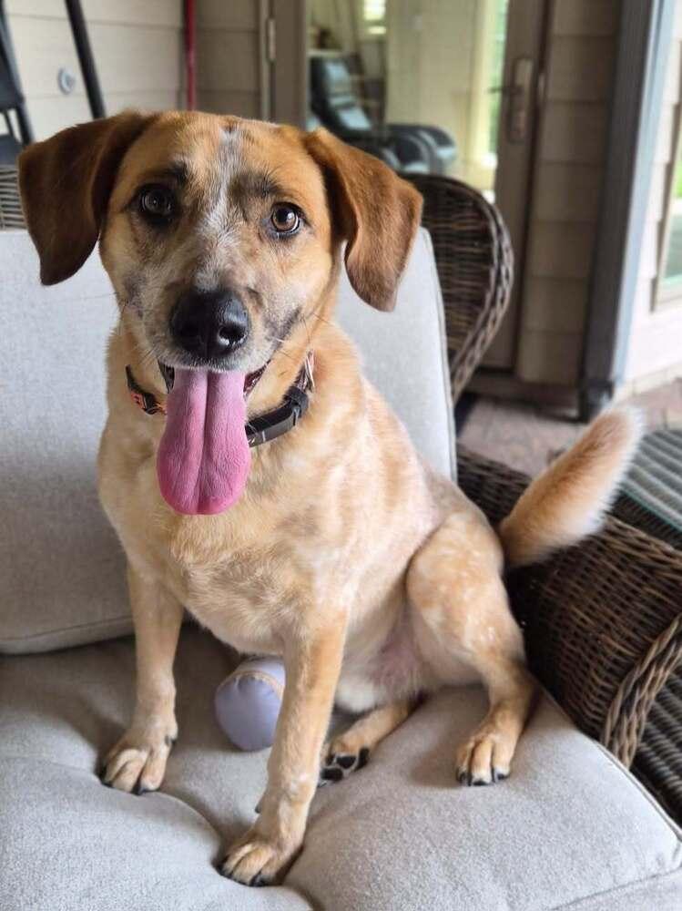 Enlarge Sheldon - fostered in Omaha, a Adoptable mixed breed in Shawnee Mission, KS image 2/6
