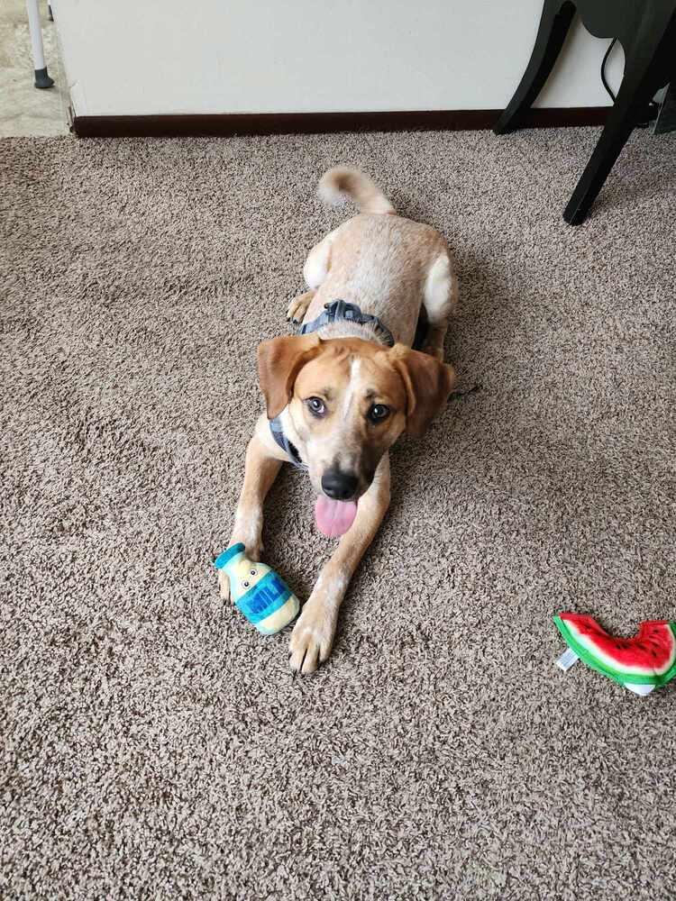 Sheldon - fostered in Omaha, Adoptable, Young Male Australian Cattle Dog / Blue Heeler & Hound.