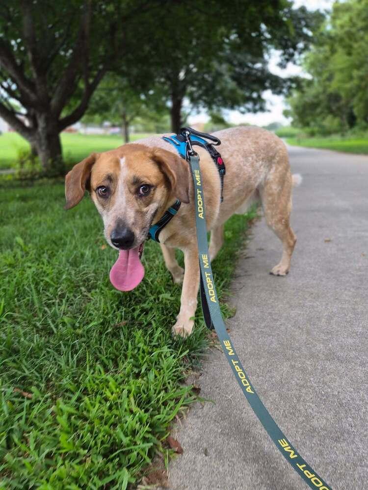 Enlarge Sheldon - fostered in Omaha, a Adoptable mixed breed in Shawnee Mission, KS image 4/6