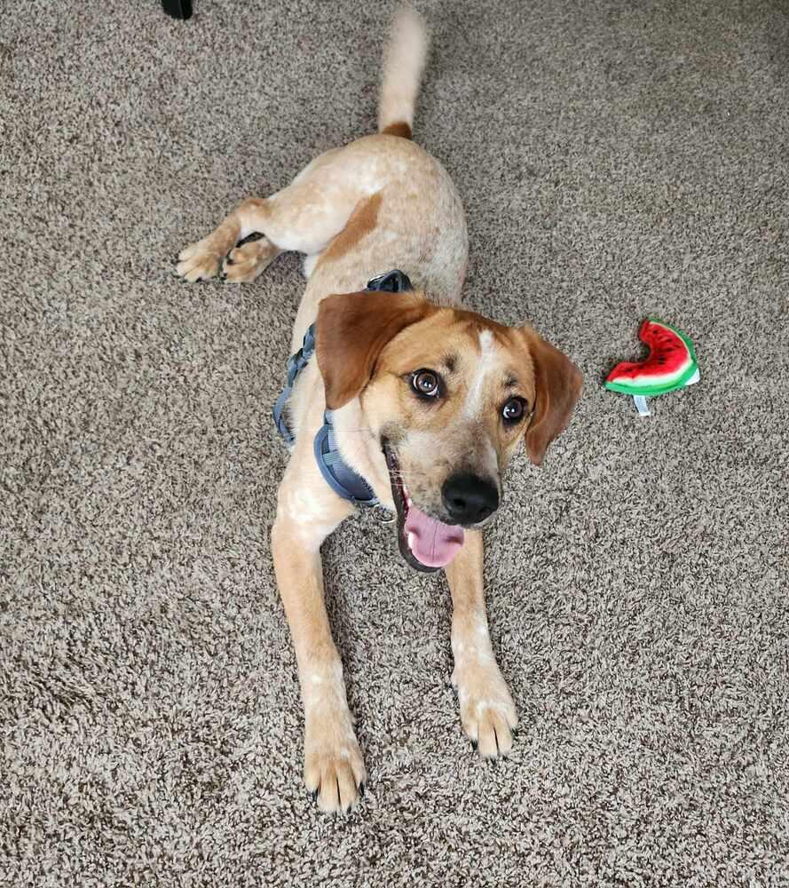 Enlarge Sheldon - fostered in Omaha, a Adoptable mixed breed in Shawnee Mission, KS image 5/6