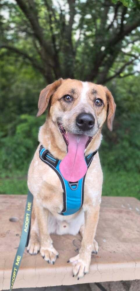 Enlarge Sheldon - fostered in Omaha, a Adoptable mixed breed in Shawnee Mission, KS image 5/6