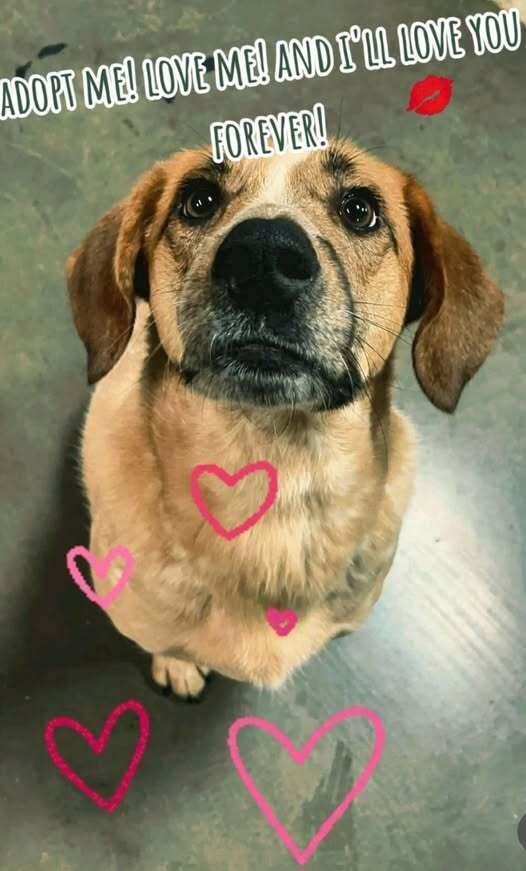 Enlarge Sheldon - fostered in Omaha, a Adoptable mixed breed in Shawnee Mission, KS image 6/6