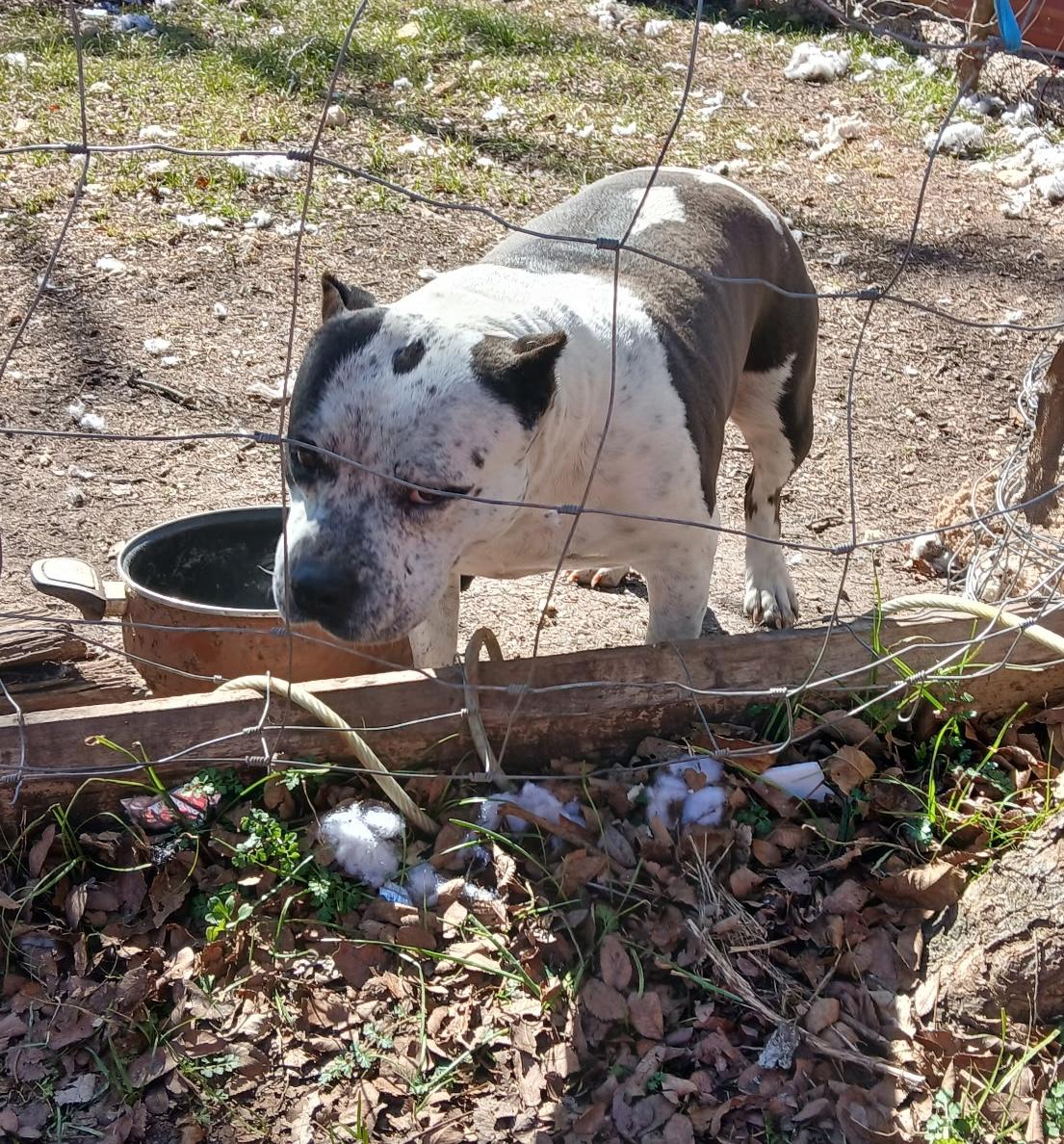 Enlarge Oreo, a Adoptable mixed breed in Longview, TX image 4/5