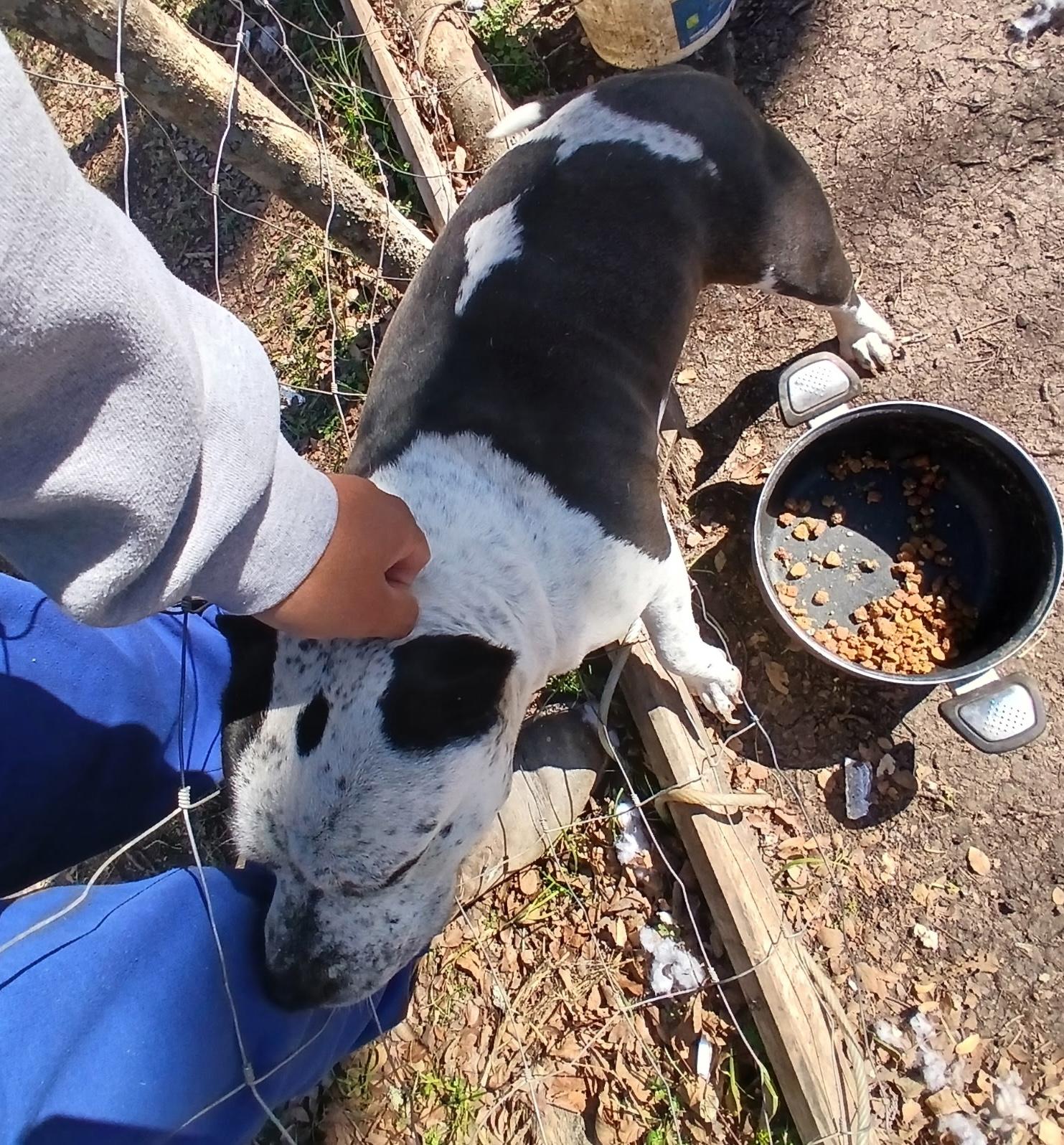 Enlarge Oreo, a Adoptable mixed breed in Longview, TX image 5/5