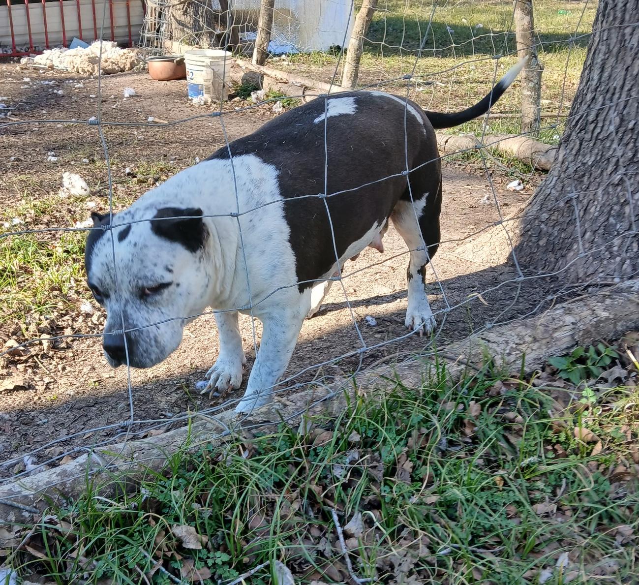 Enlarge Oreo, a Adoptable mixed breed in Longview, TX image 3/5