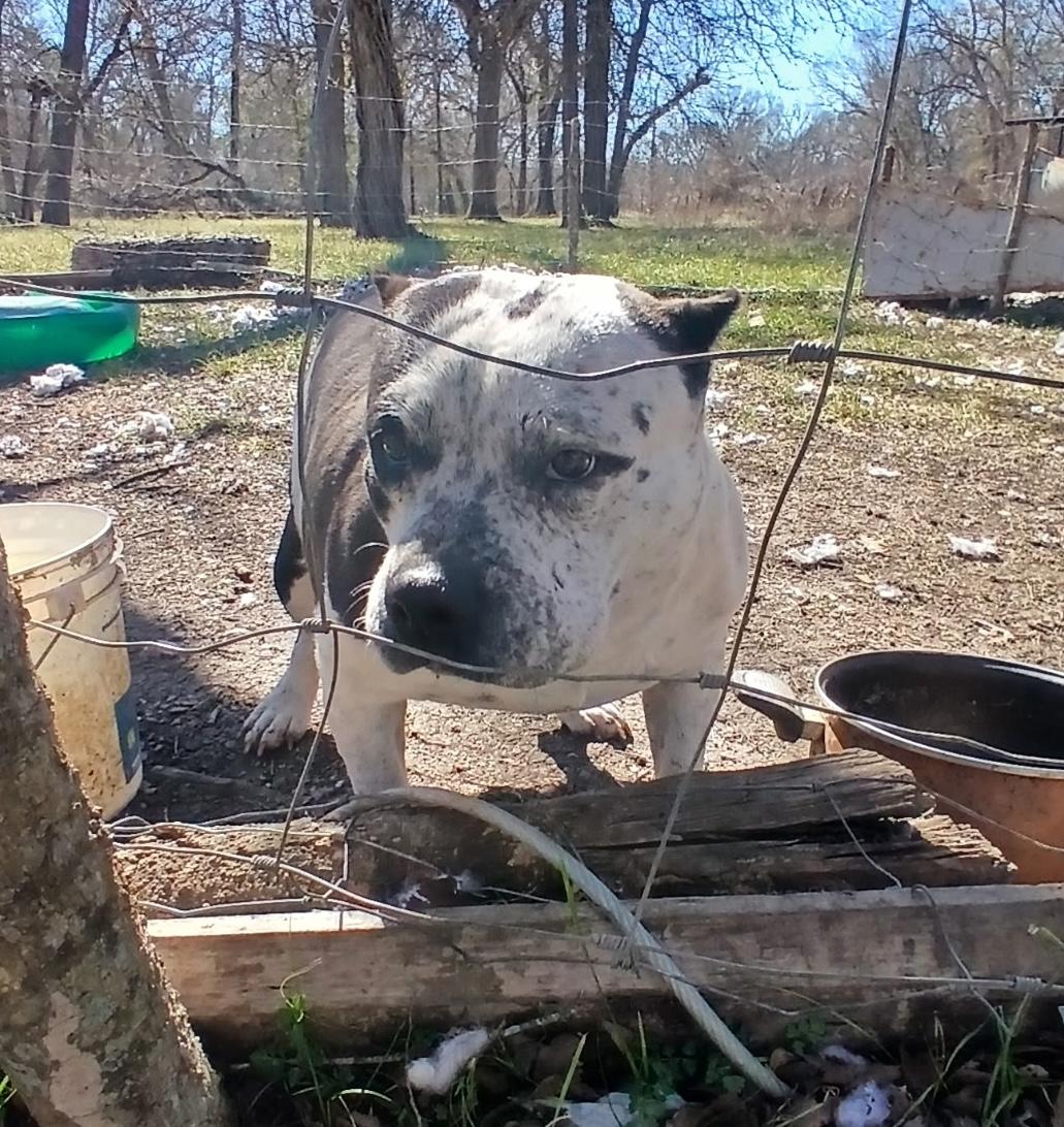 Enlarge Oreo, a Adoptable mixed breed in Longview, TX image 2/5