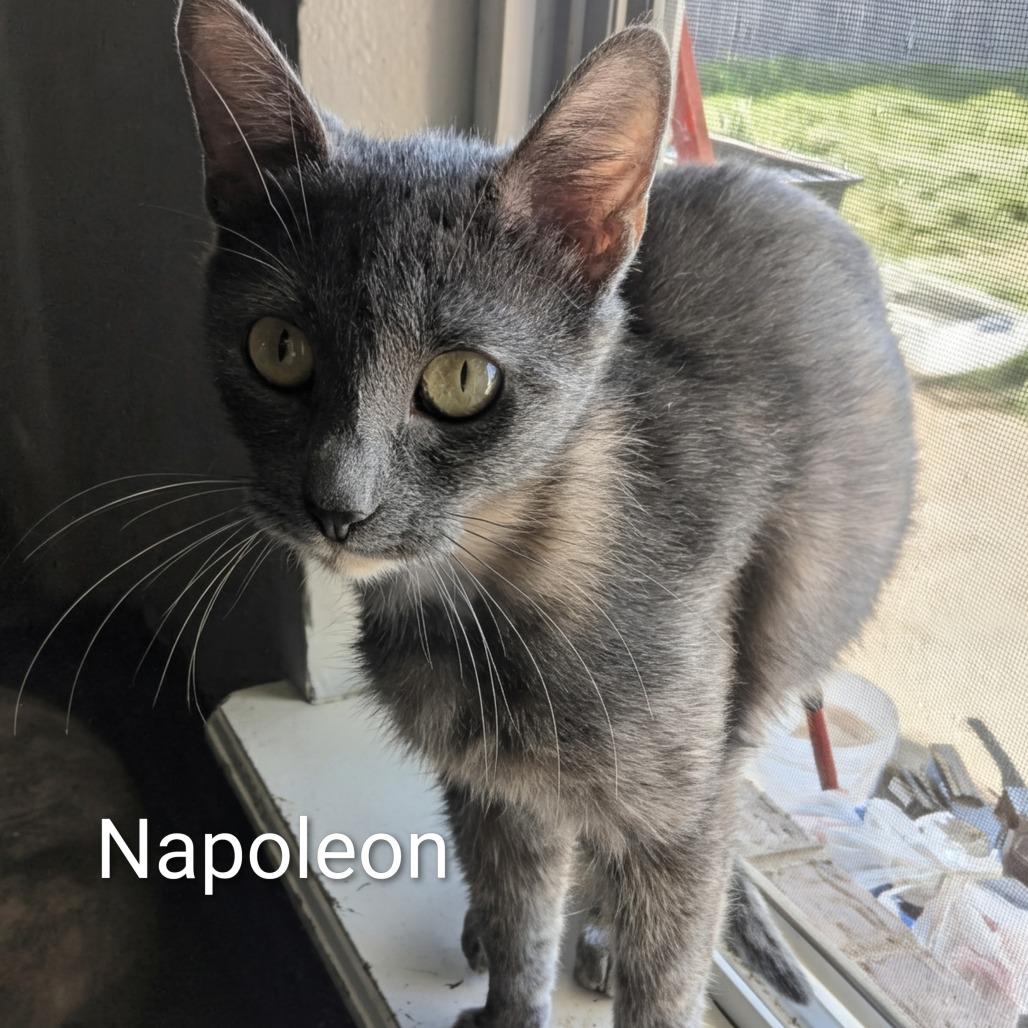 Napoleon, Adoptable, Young Female Domestic Short Hair.