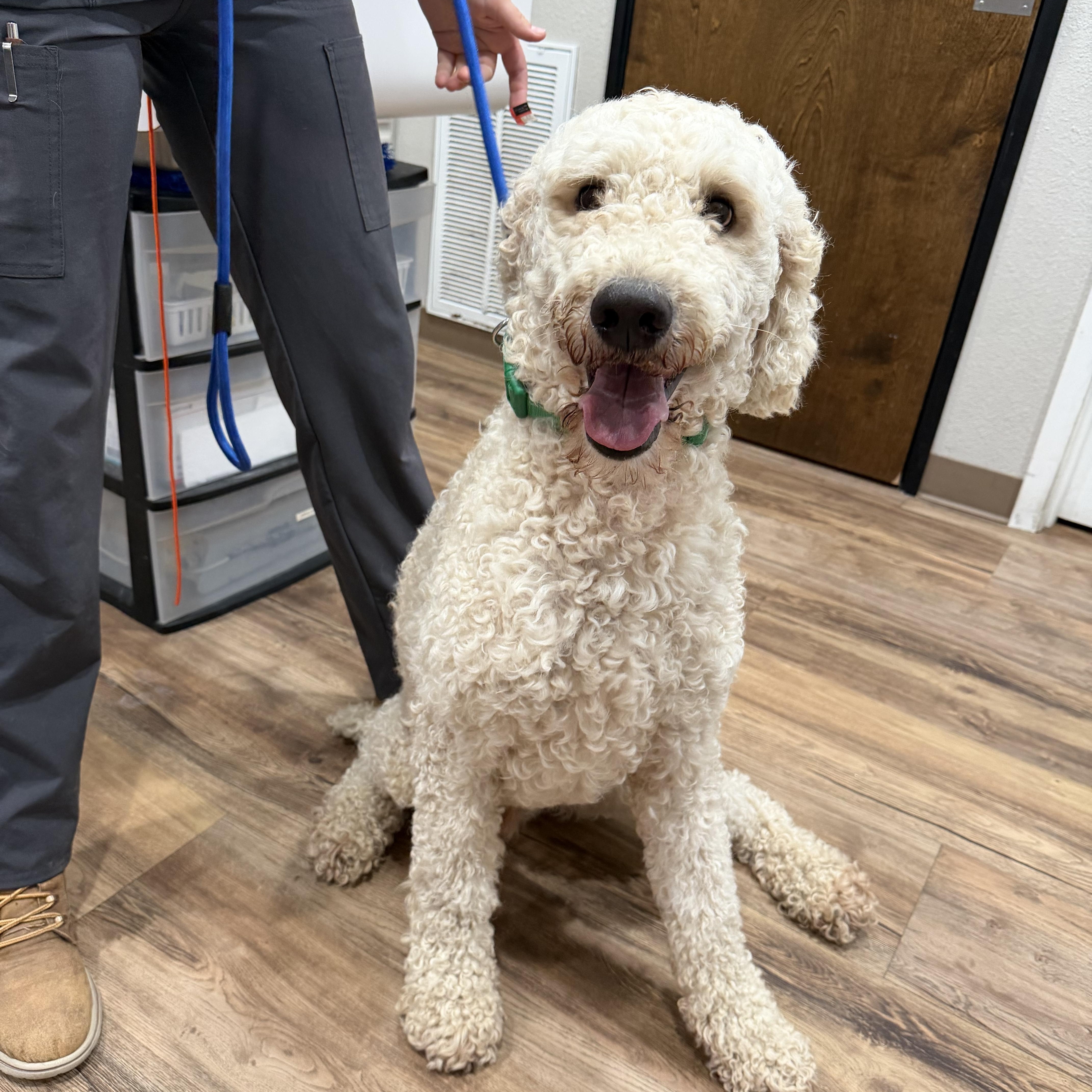 Enlarge Dollar - Local April 24-26, a ADOPTABLE Standard Poodle in Westerly, RI image 1/3