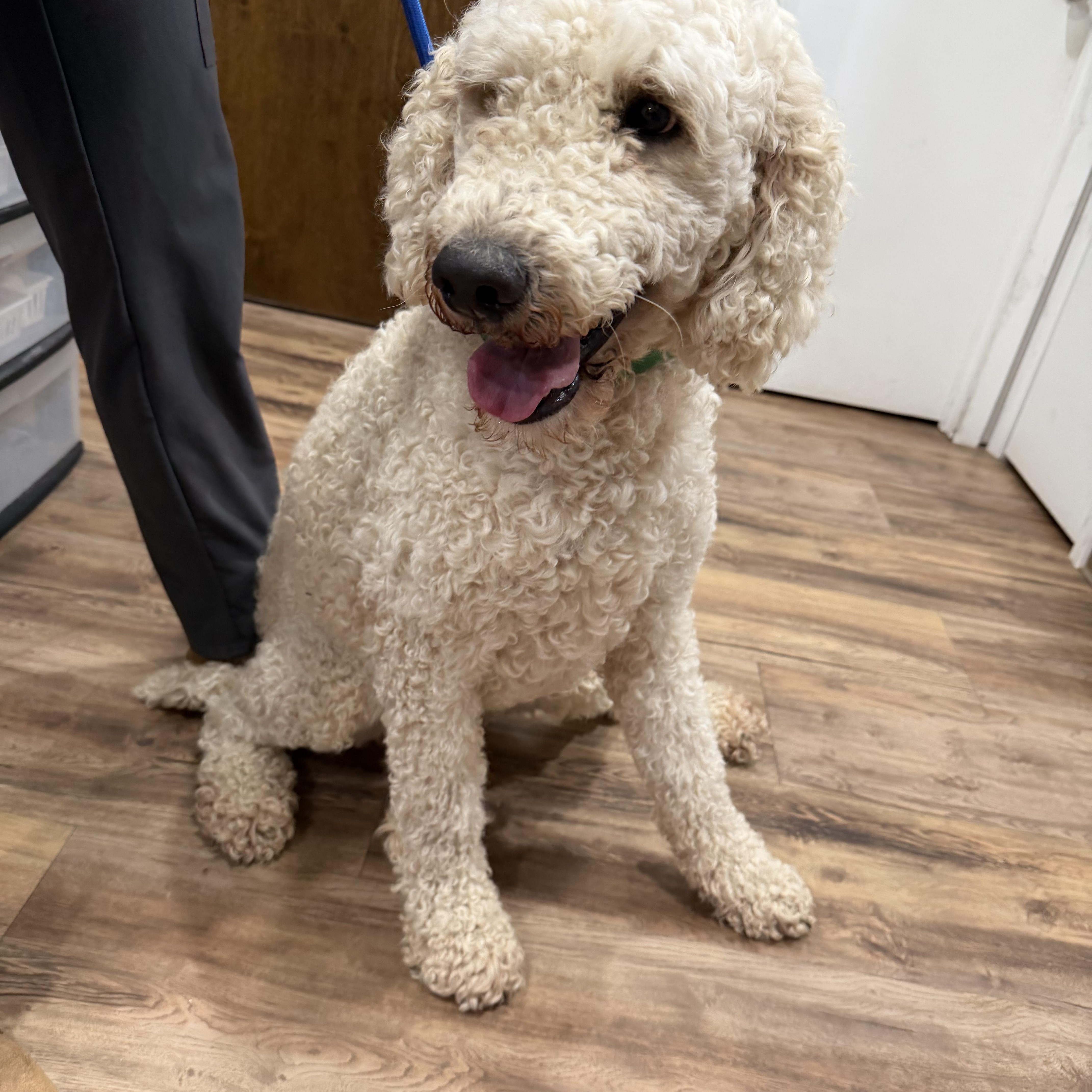 Enlarge Dollar - Local April 24-26, a ADOPTABLE Standard Poodle in Westerly, RI image 2/3