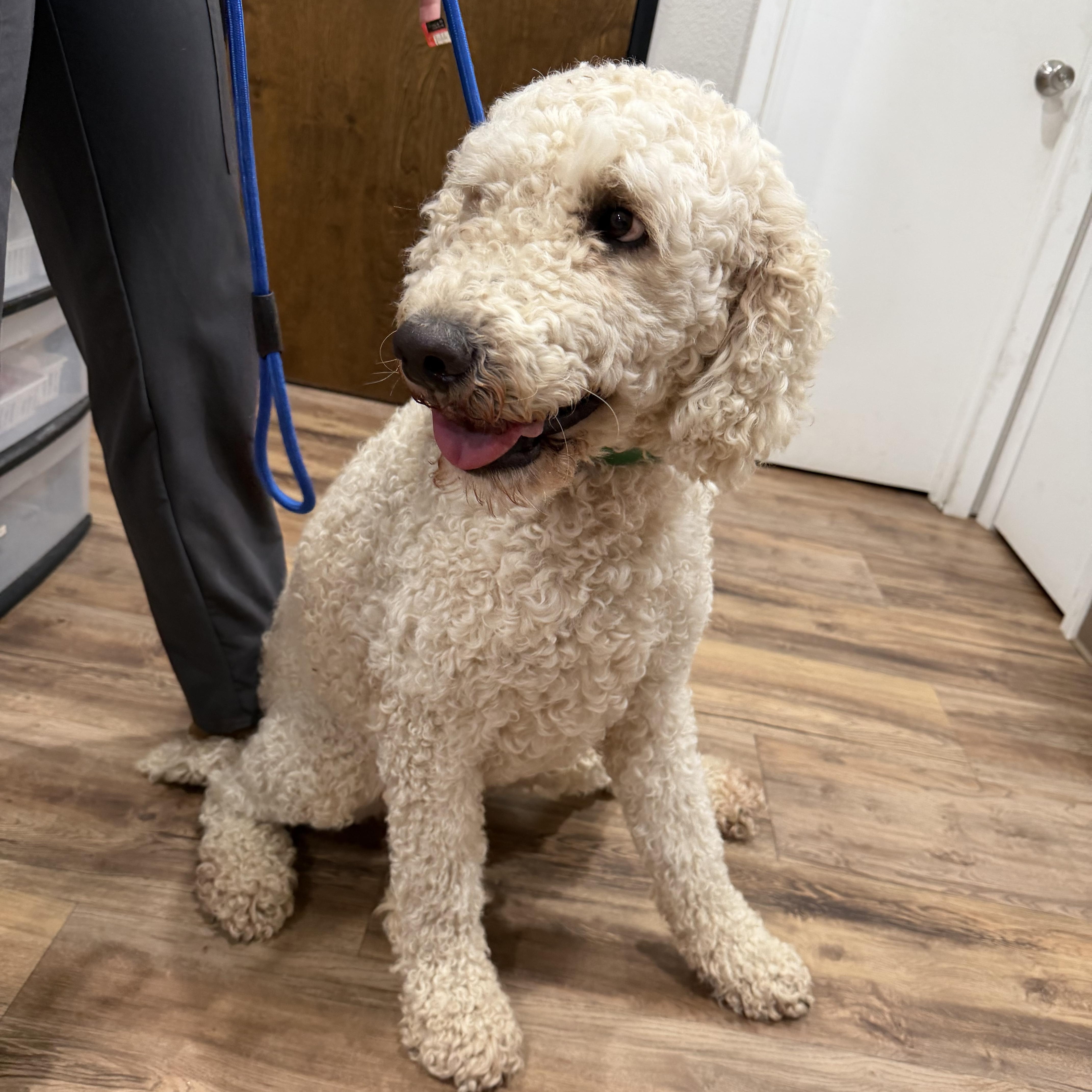Enlarge Dollar - Local April 24-26, a ADOPTABLE Standard Poodle in Westerly, RI image 3/3