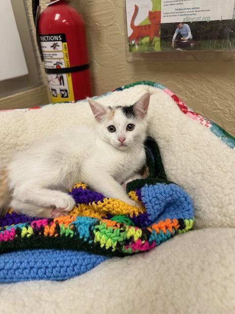 SnowPea, Adoptable, Young Female Calico.