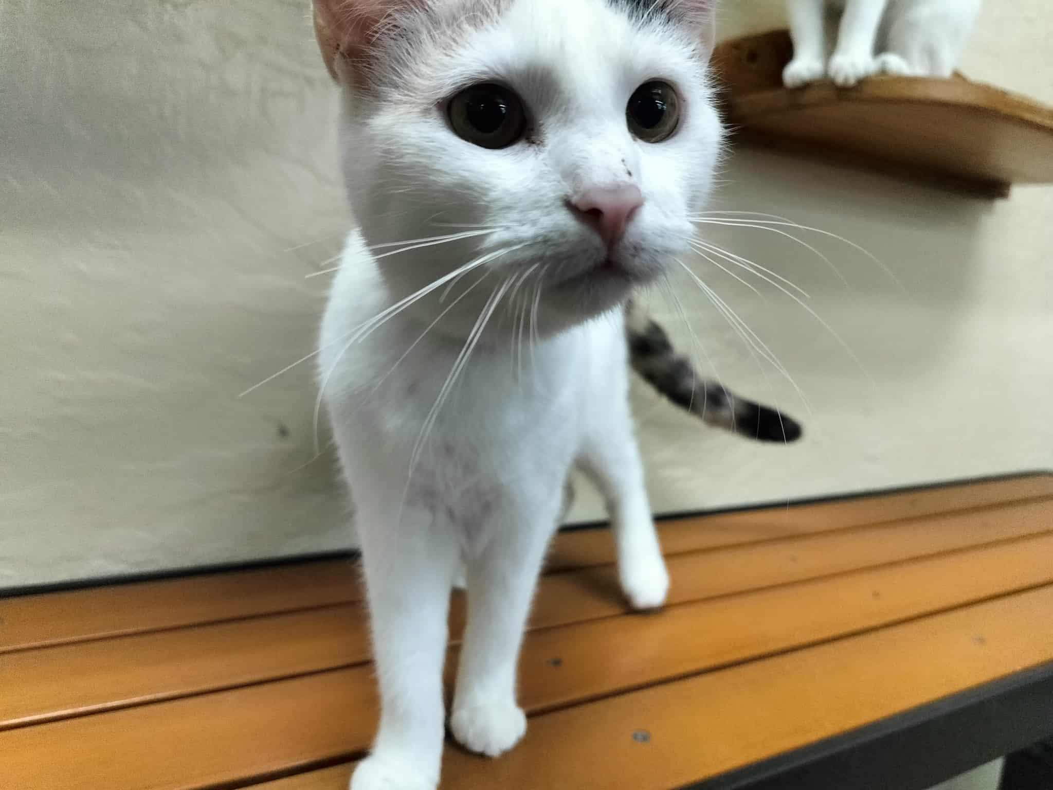 SnowPea, a Adoptable Calico in Parlier, CA image 2/6