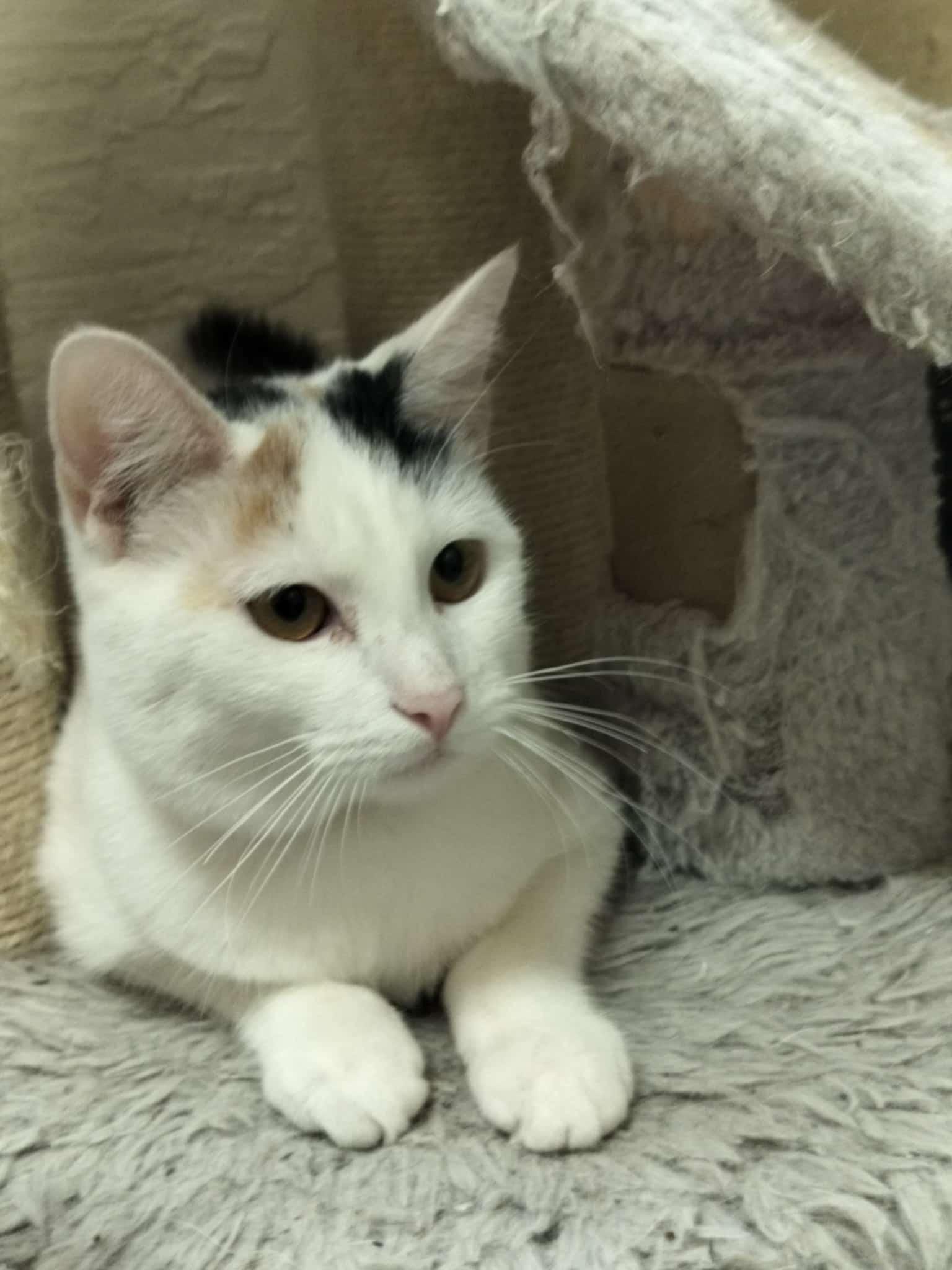 SnowPea, a Adoptable Calico in Parlier, CA image 3/6