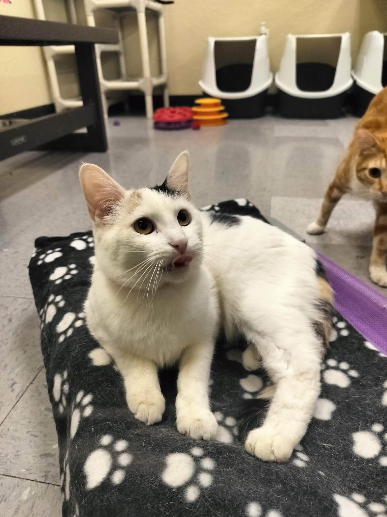 SnowPea, a Adoptable Calico in Parlier, CA image 6/6