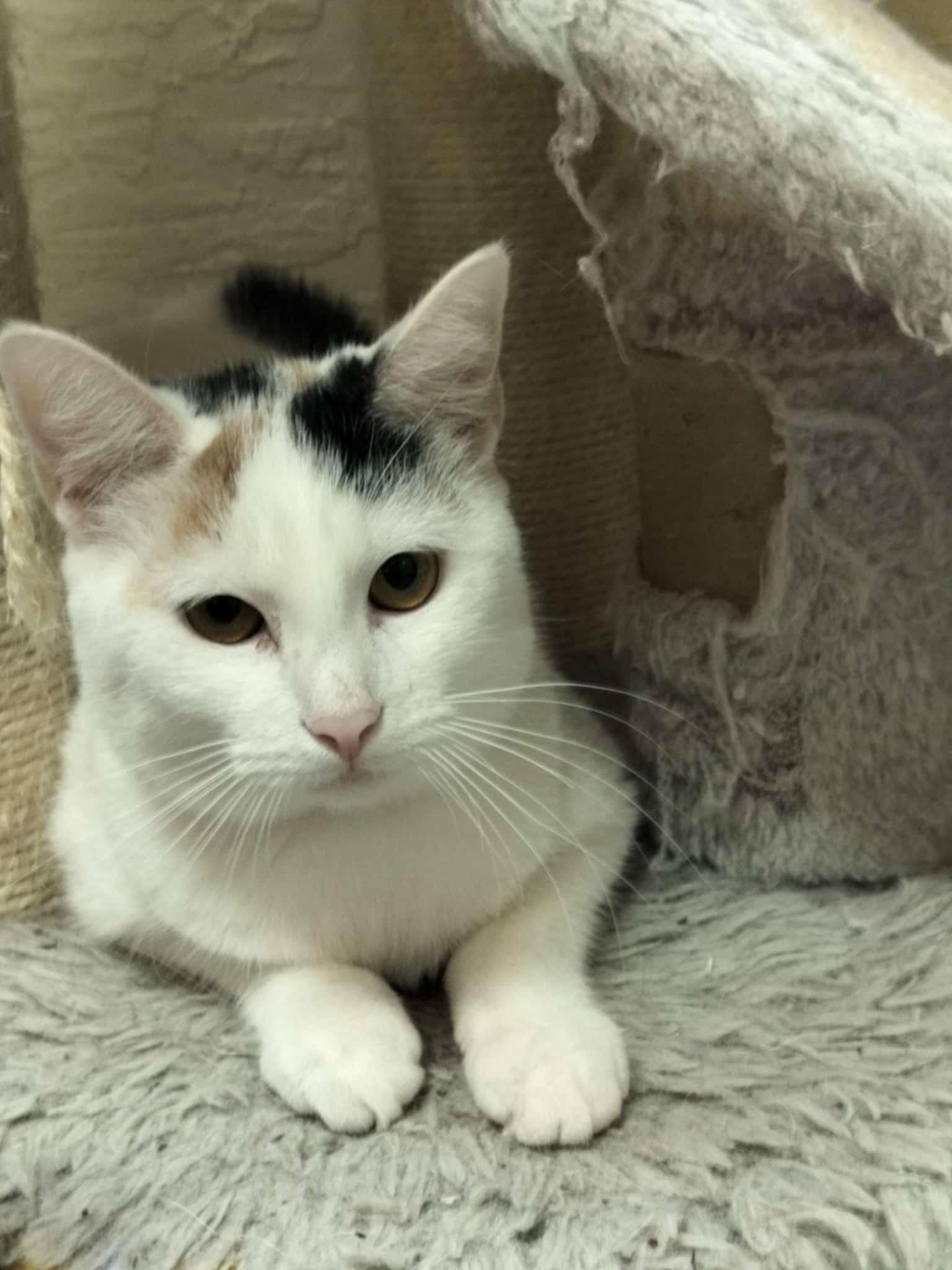 Enlarge SnowPea, a Adoptable Calico in Parlier, CA image 5/6