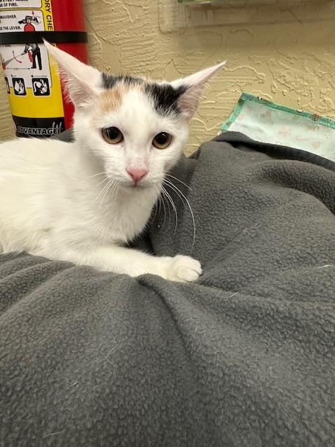 Enlarge SnowPea, a Adoptable Calico in Parlier, CA image 6/6
