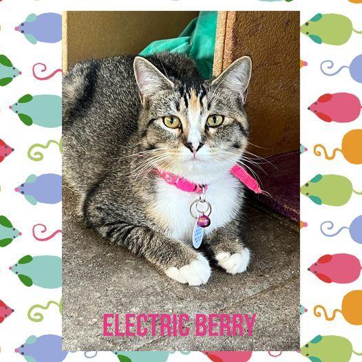 Electric Berry, Adoptable, Young Female Domestic Medium Hair.