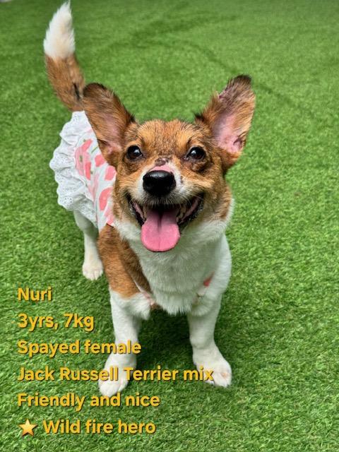NURI, ADOPTABLE, Young Female Pembroke Welsh Corgi & Jack Russell Terrier.