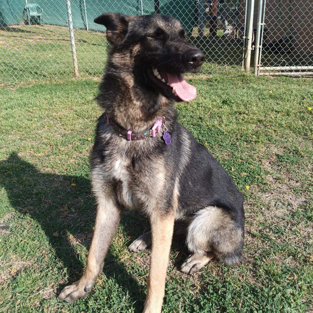 Enlarge Roxie, a Adoptable German Shepherd Dog in Denison, TX image 1/5